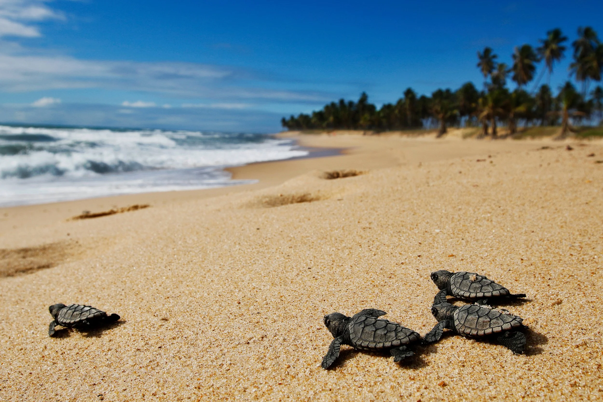 sea turtles on a beach
