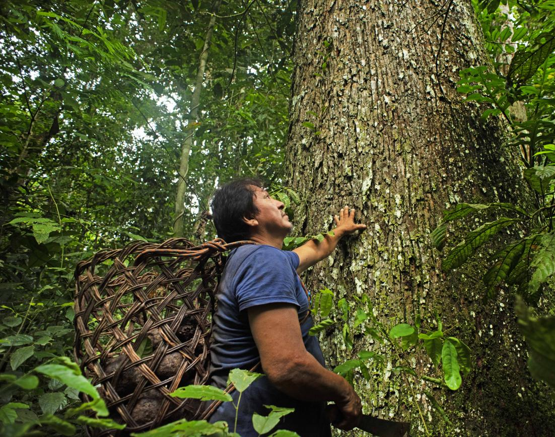 Forest worker (man) inspecting old growth tree in Peruvian rainforest.