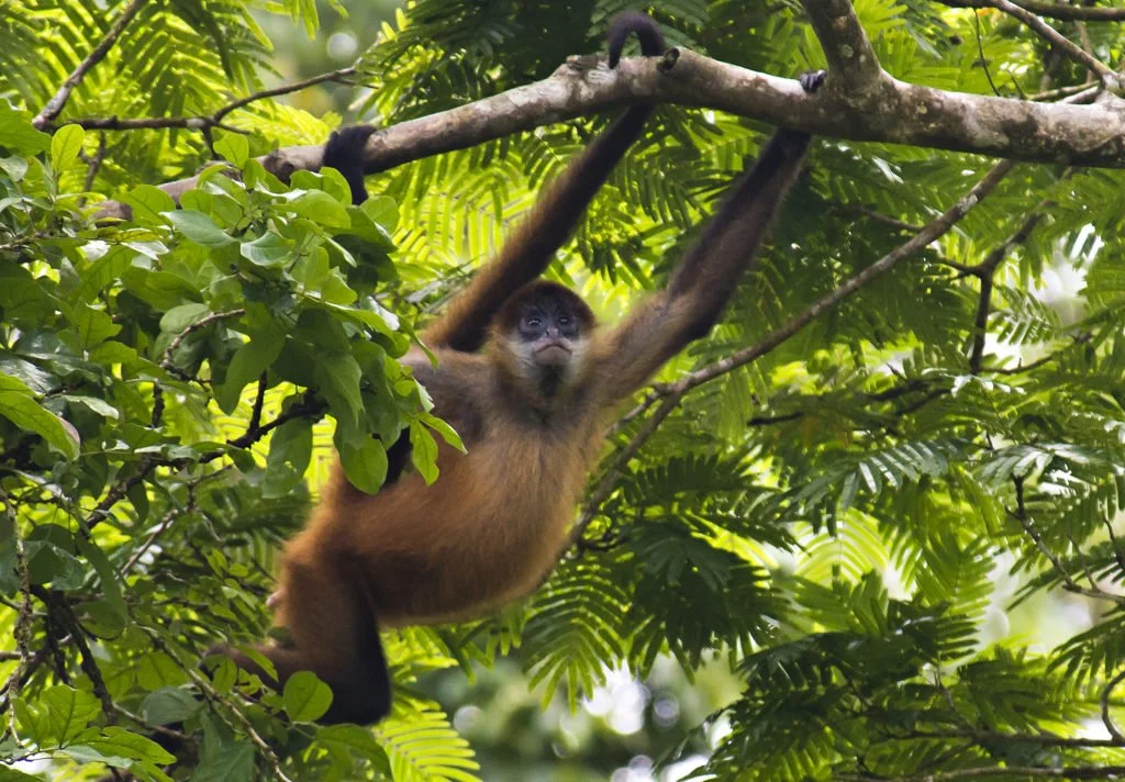 spider monkey in a tree