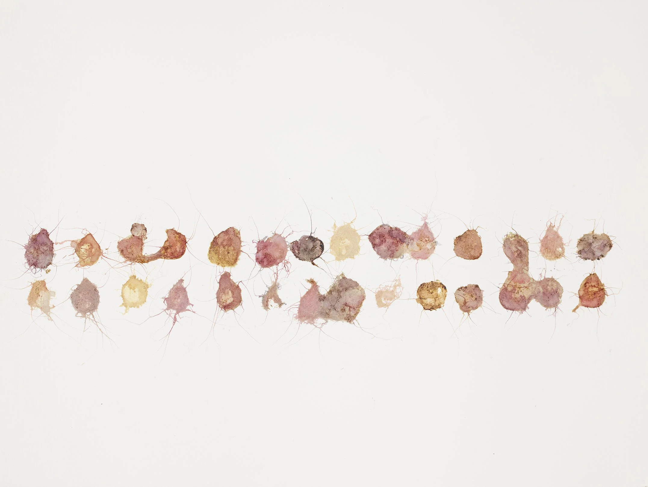 Life Cycle Drawings — Charlotte Royle Artist