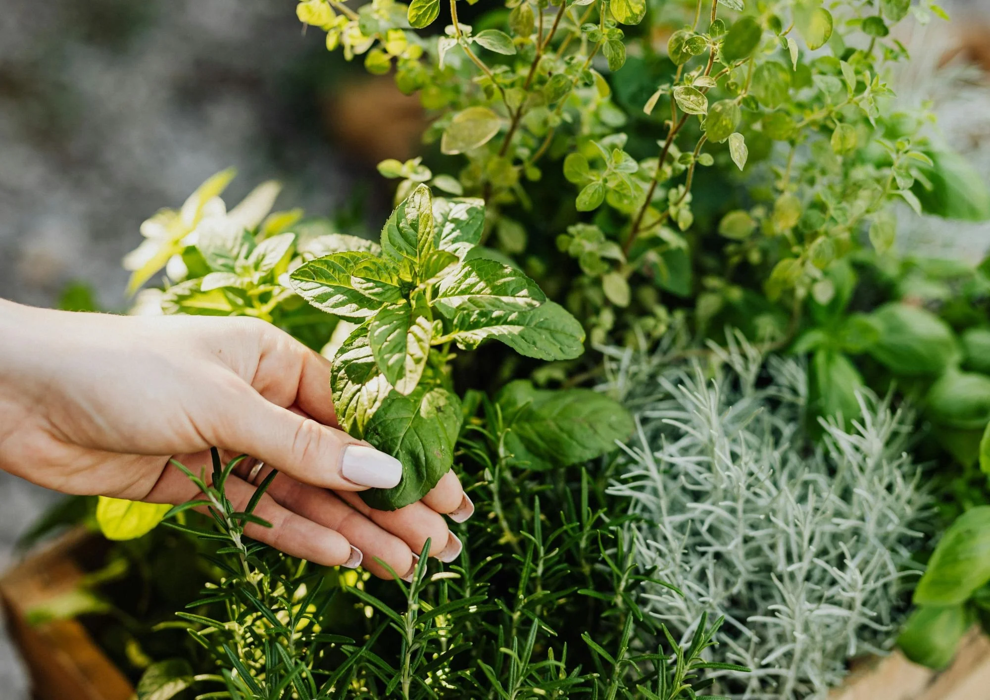 El camino del permacultor: un enfoque real y consciente para regenerar territorios y comunidades