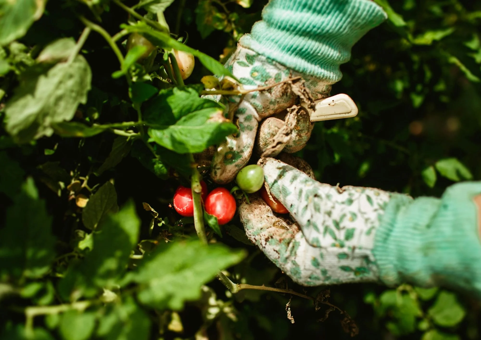 Diseño de huertos: crear sistemas vivos, productivos y coherentes con el territorio