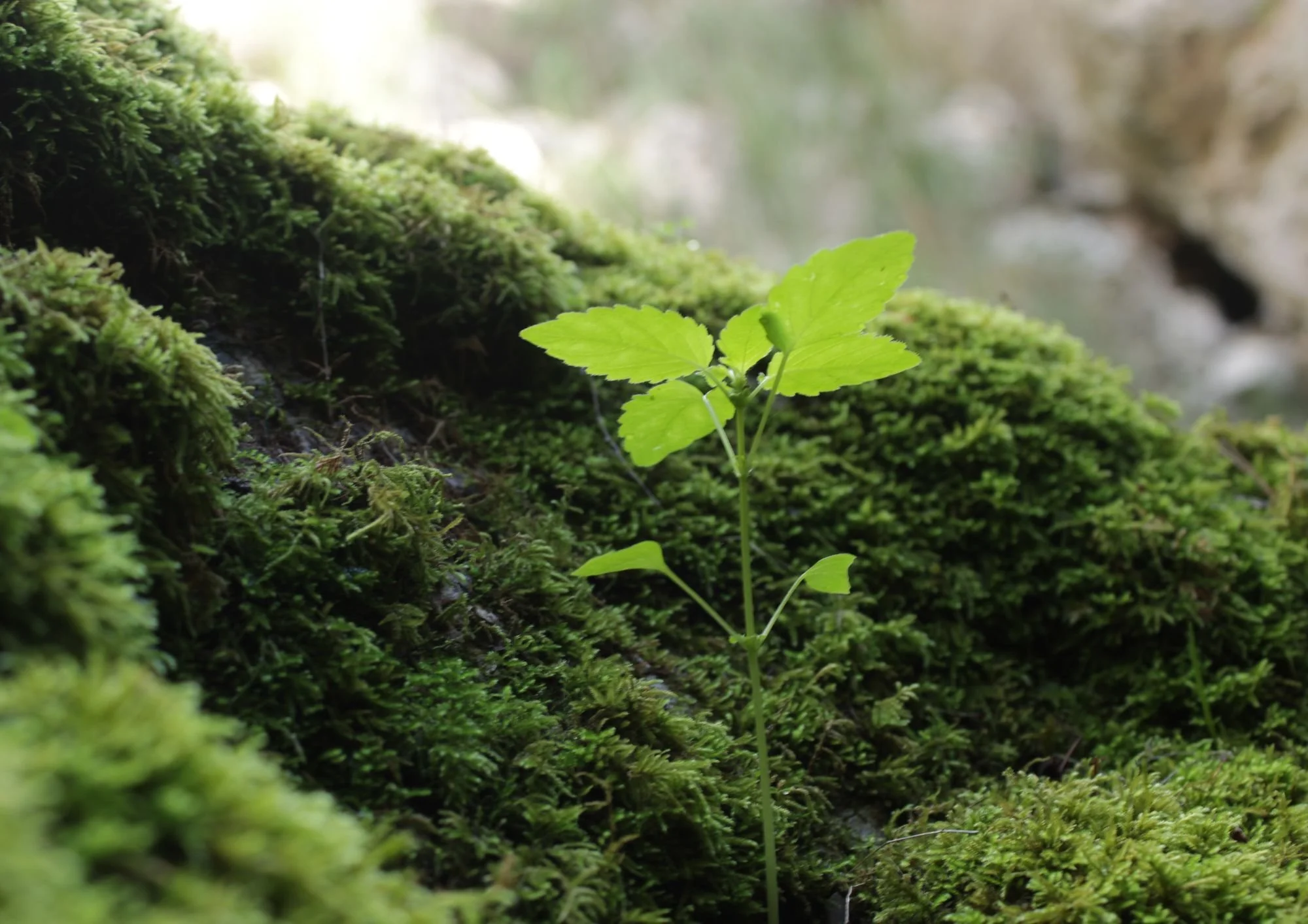 Regeneración de la tierra: volver a crear vida desde el suelo