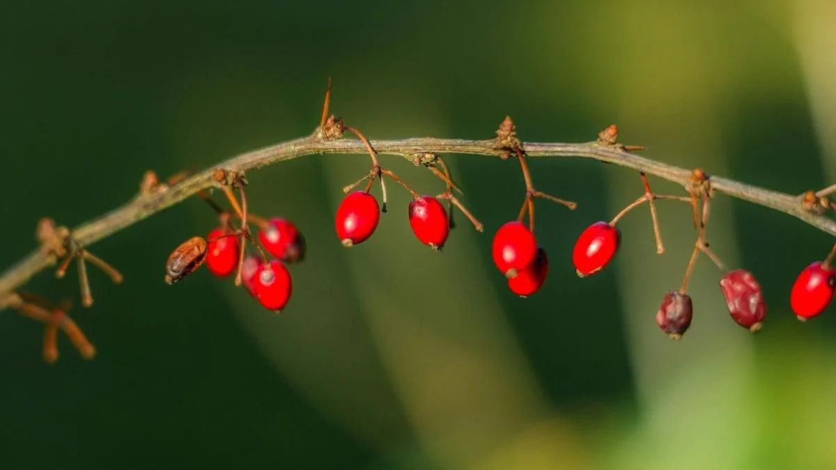 Permacultor en España: el nuevo perfil profesional que está transformando el territorio