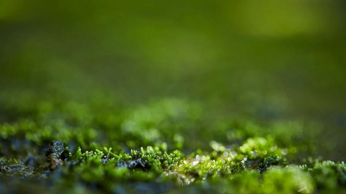 Creación de ecosistemas: el trabajo silencioso que redefine el papel del permacultor