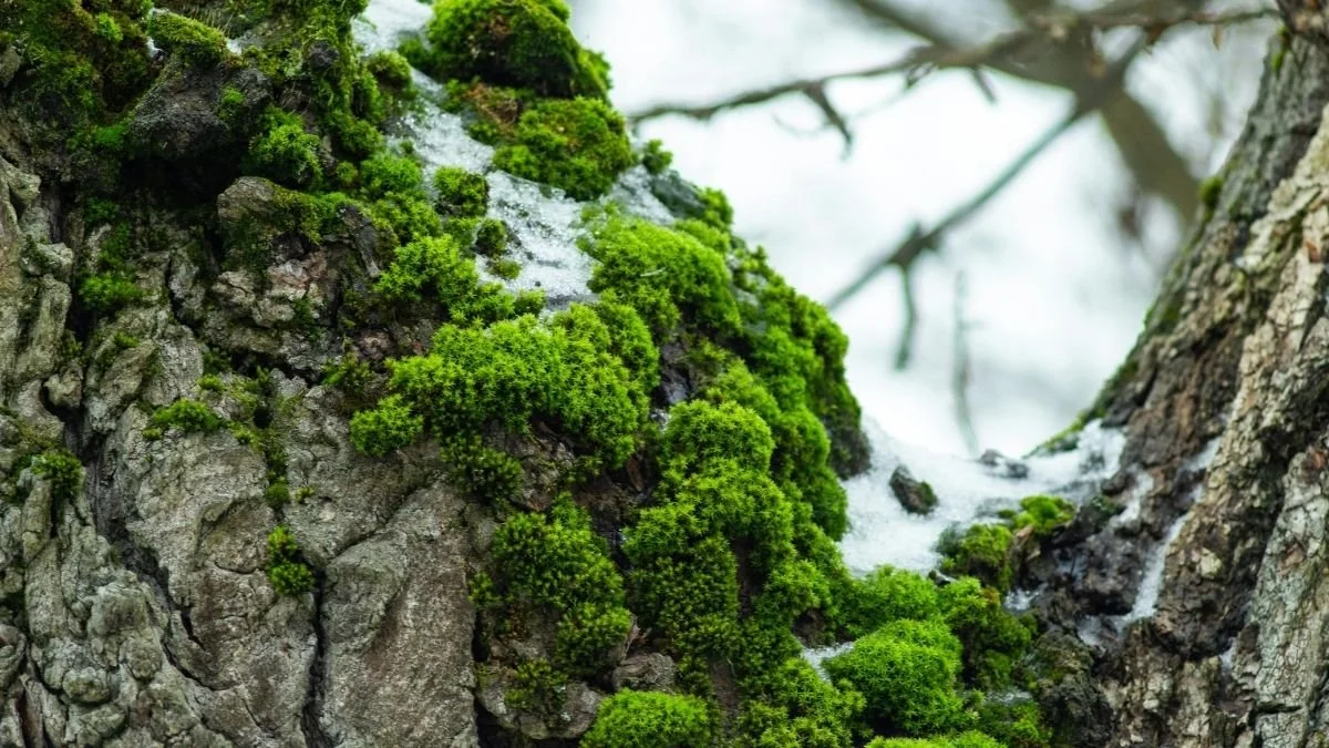 Bioconstrucción y permacultura:  diseñar espacios vivos