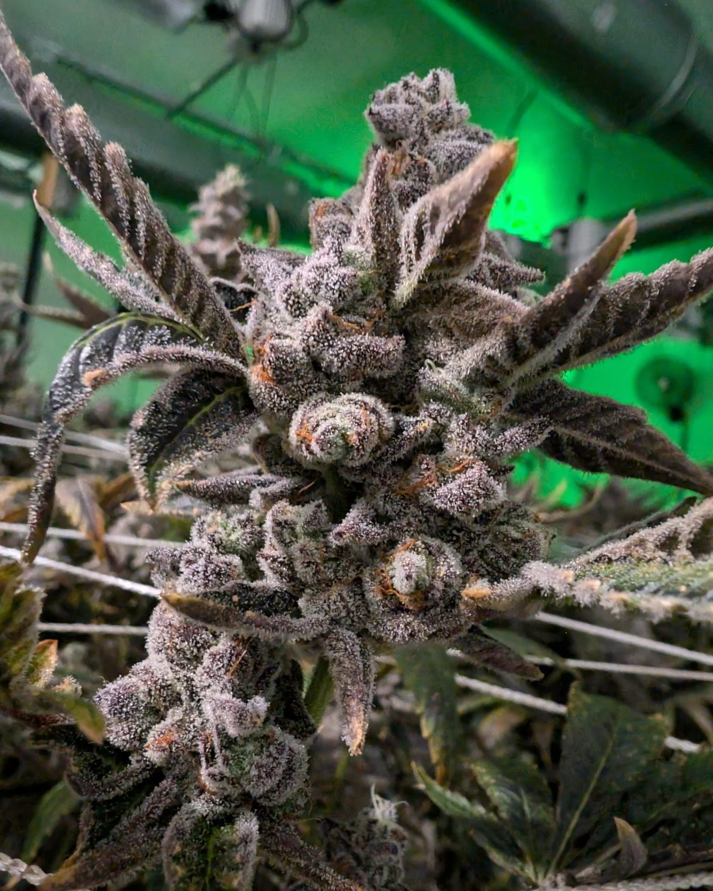 Harvest Day!!! 

&bull; 🌿 &bull;

Nothing for sale ‼️ 
#coloradogardens #cogardens #greenskeeperclub #womenleadcannabis #womenincannabis #womenwholead #coloradocannabis #cannabis #denvercannabis #pueblocannabis #pueblowestcannabis #trinidadcannabis
