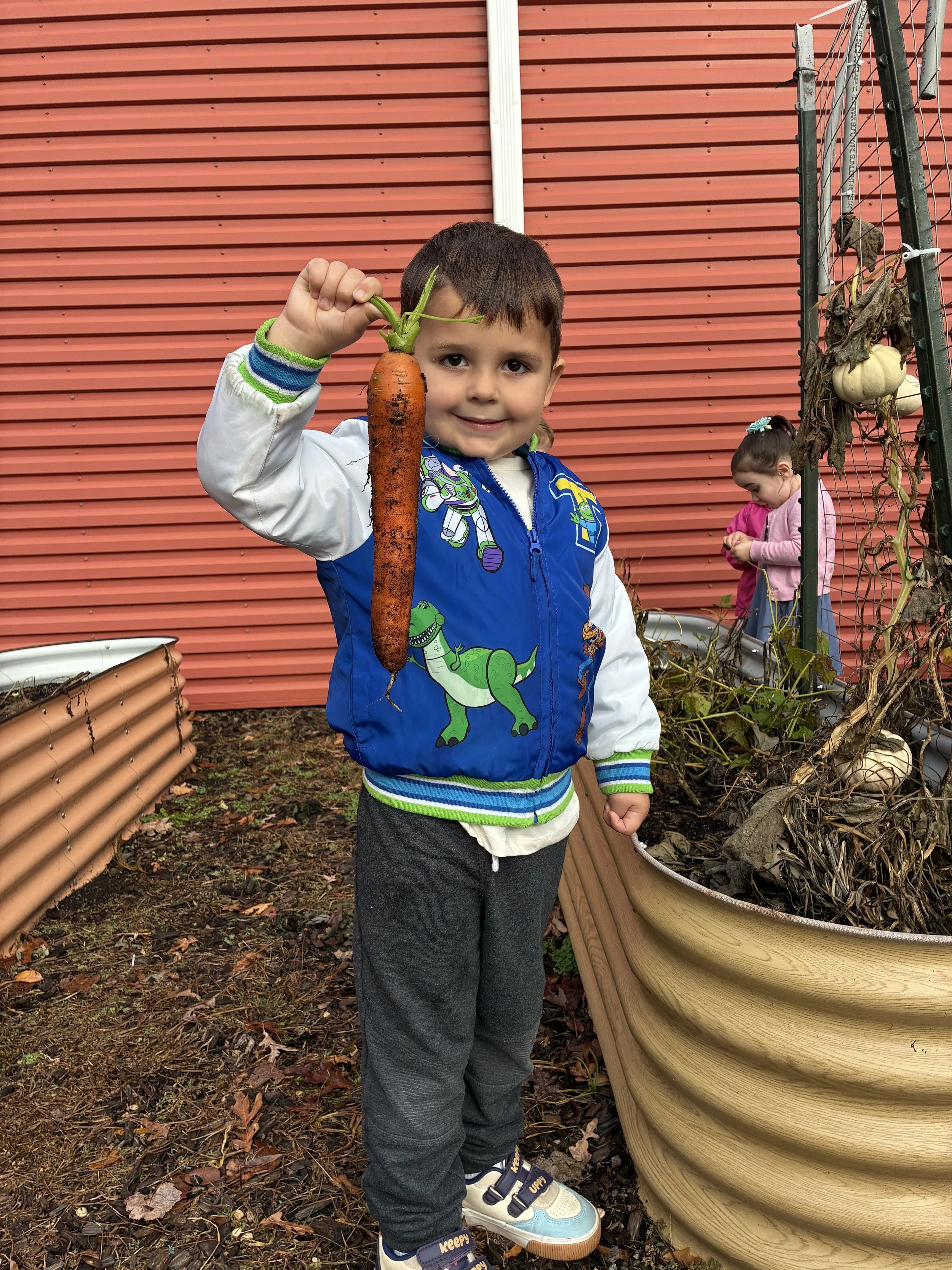 Preschool aged boy holds carrot the size of his torso with a proud smile.