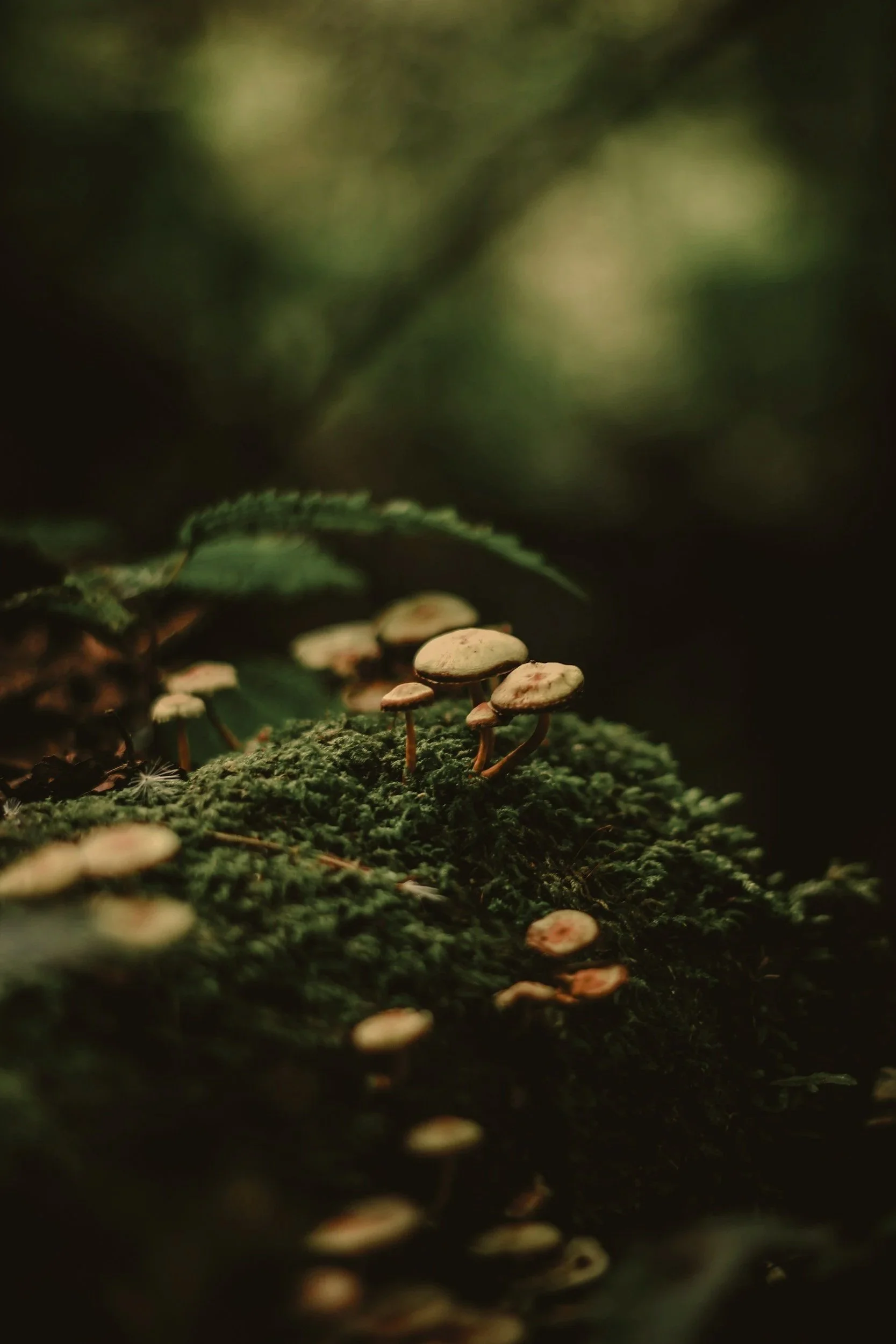 Small cluster of mushrooms growing on a moss-covered log in a forest.