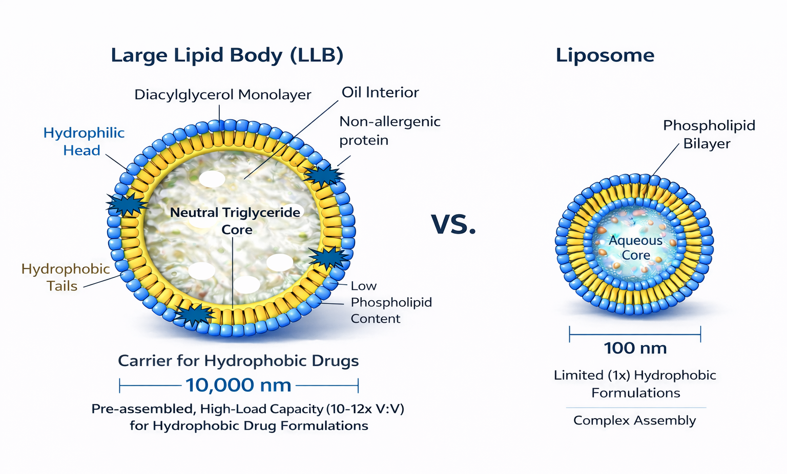 Comparison of two liposome structures, one large lipid body (LLB) and one small liposome. The LLB has a thick, complex membrane with labeled components such as the hydrophilic head, hydrophobic tails, neutral triglyceride core, oil interior, and non-allergenic protein. It shows a high-capacity carrier for hydrophobic drugs measuring approximately 10,000 nanometers. The smaller liposome has a thin membrane with a phospholipid bilayer and aquous core, about 100 nanometers in size, with limited hydrophobic formulations and complex assembly.