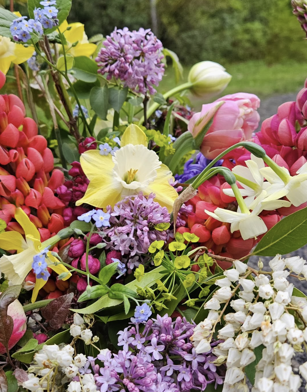 lupine-spring-closeup_cleaned.png