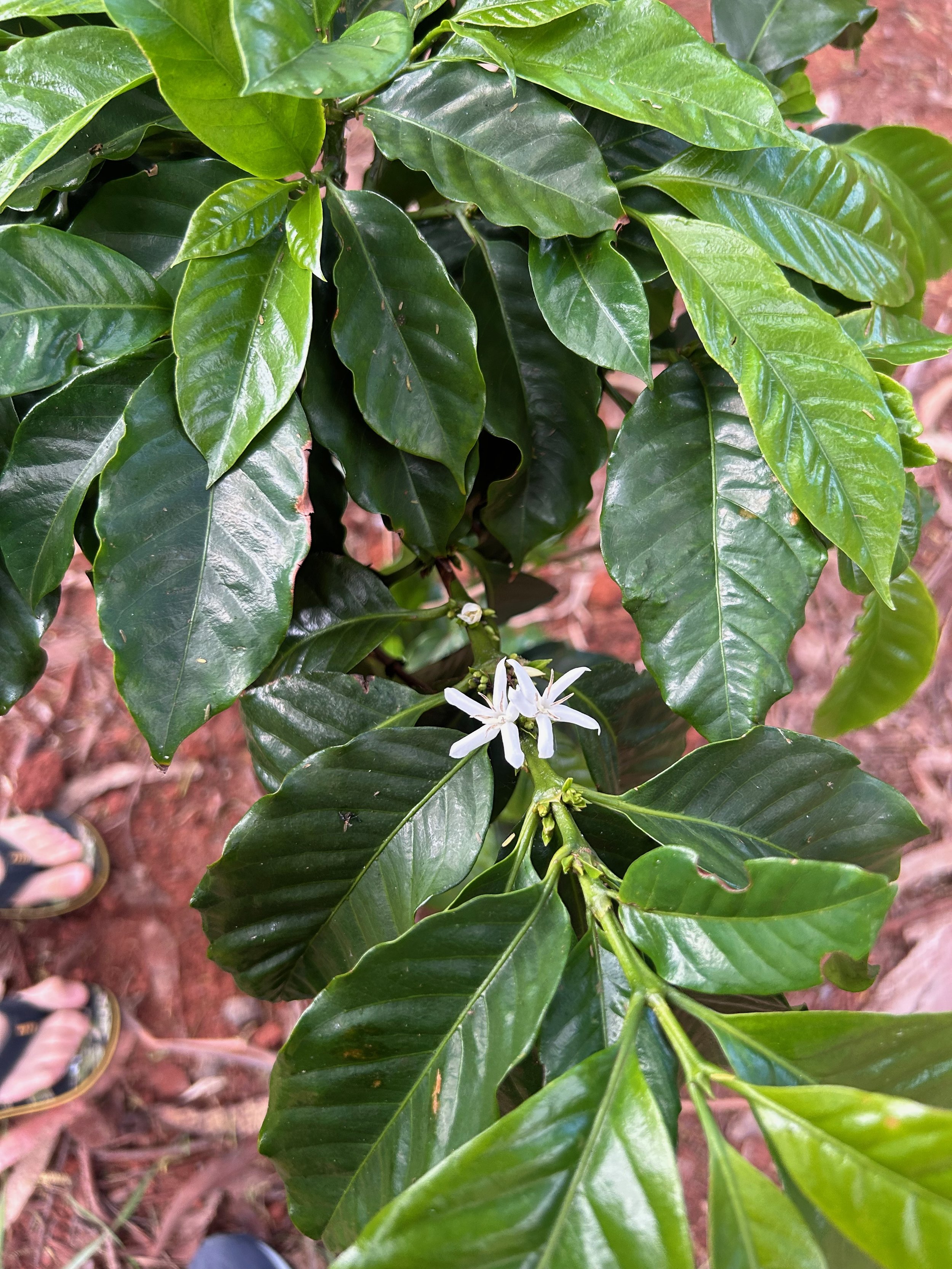 Why Coffee Origin Matters