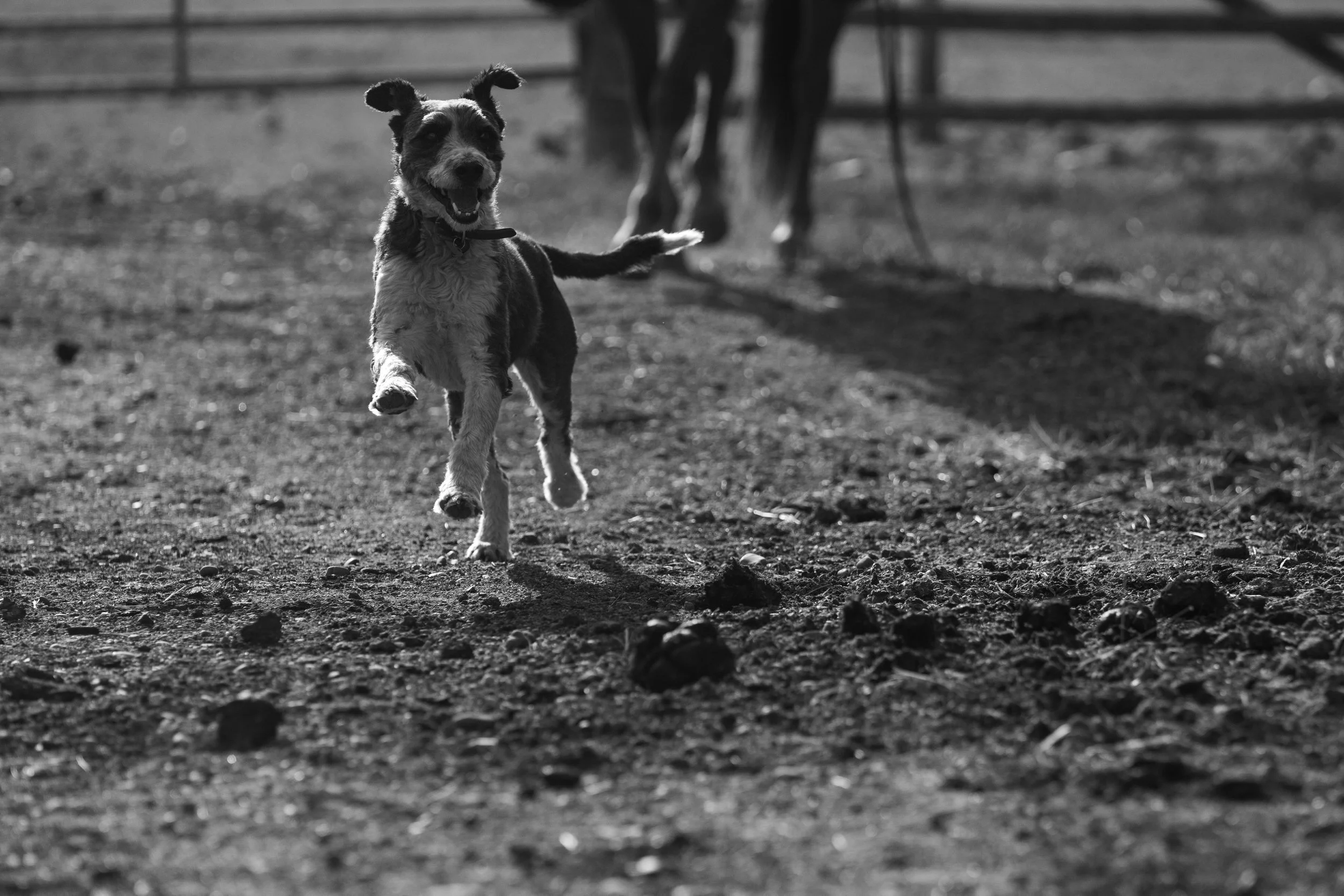 MRIEGEL_Hereford_Website-3.jpg