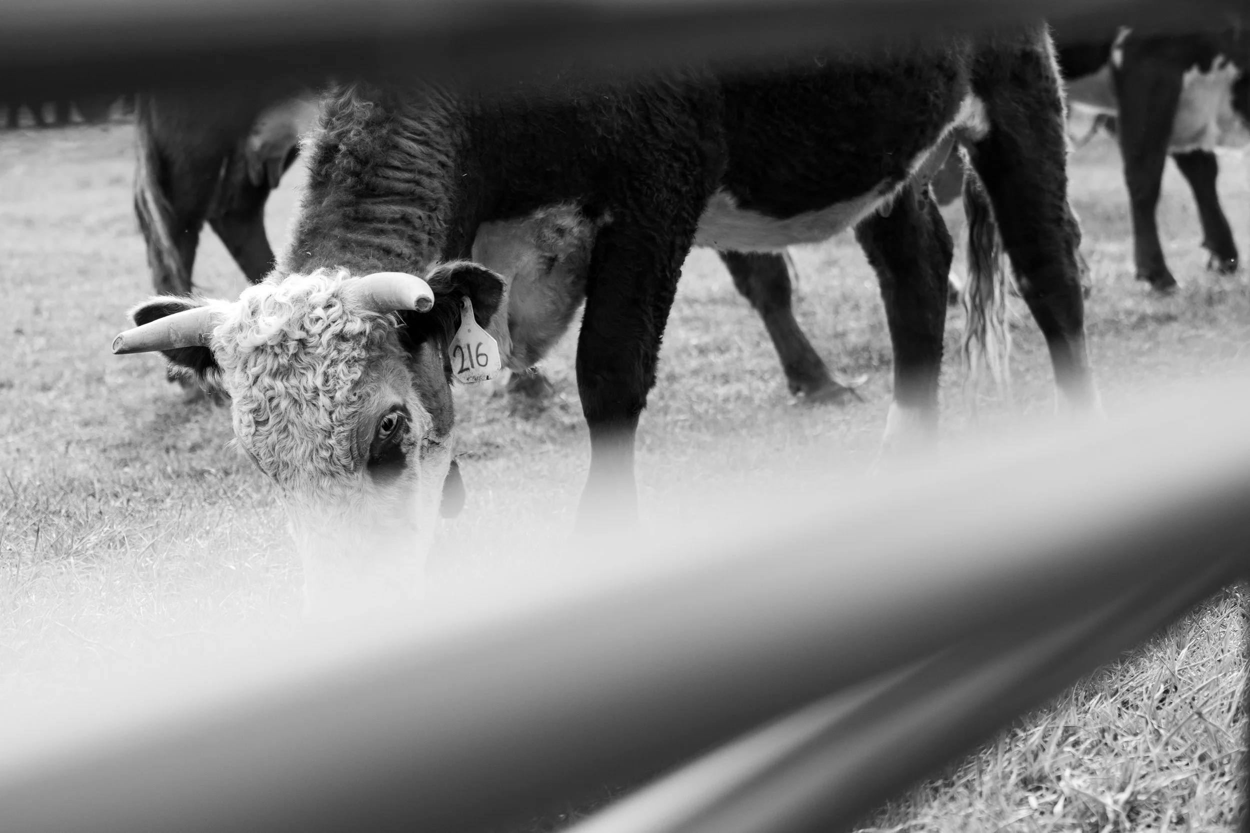 MRIEGEL_Hereford_Website-10.jpg