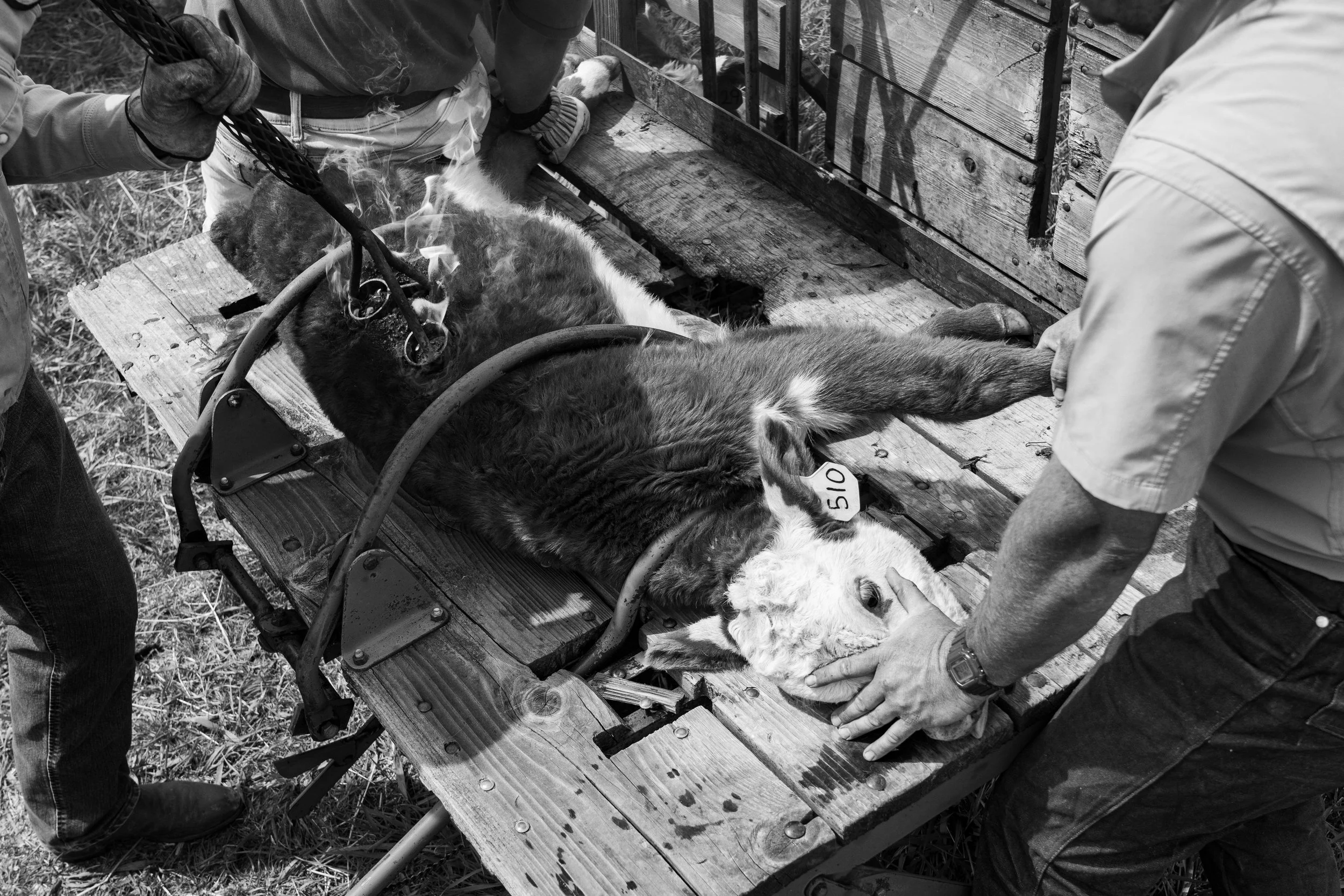 MRIEGEL_Hereford_Website-30.jpg