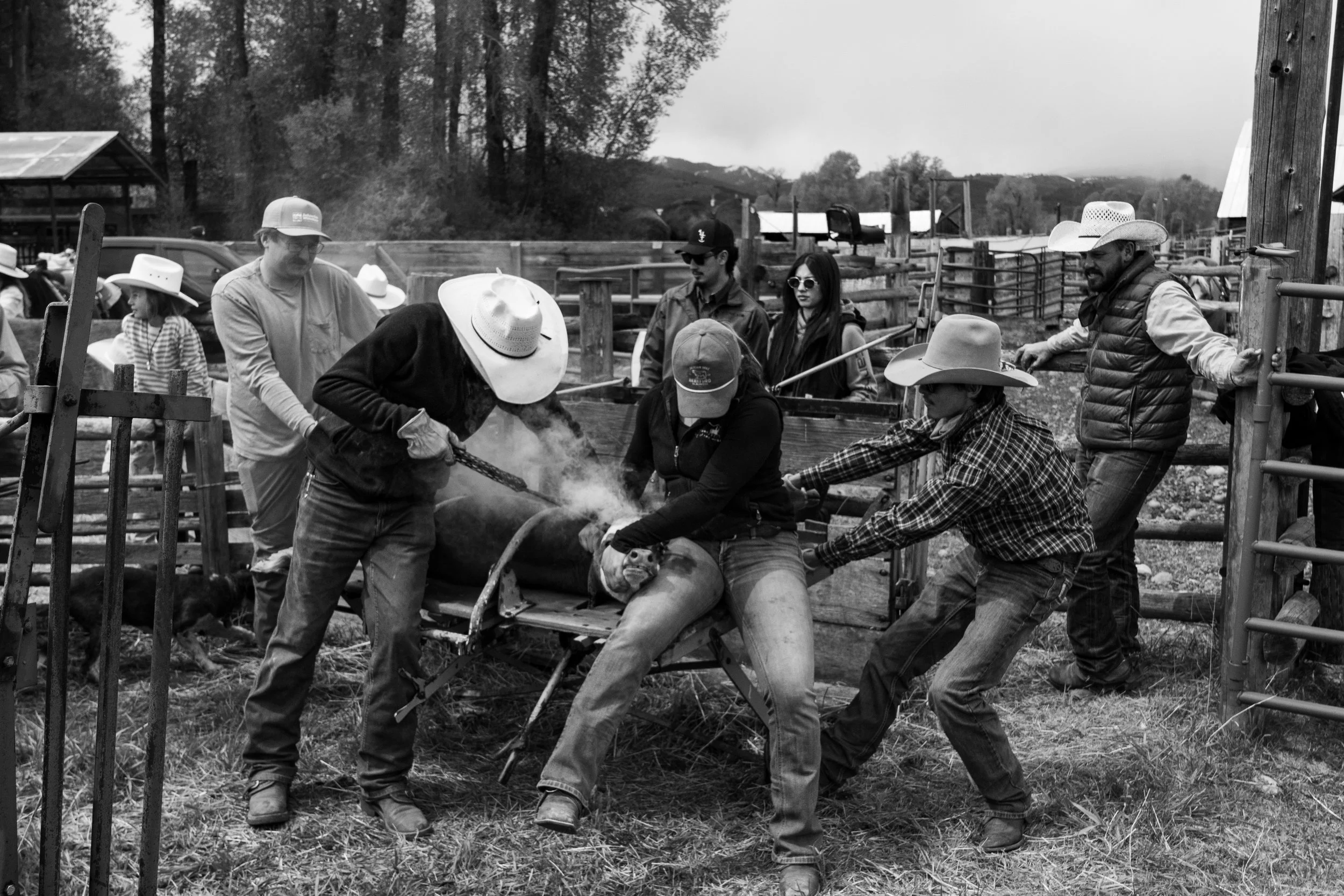 MRIEGEL_Hereford_Website-32.jpg