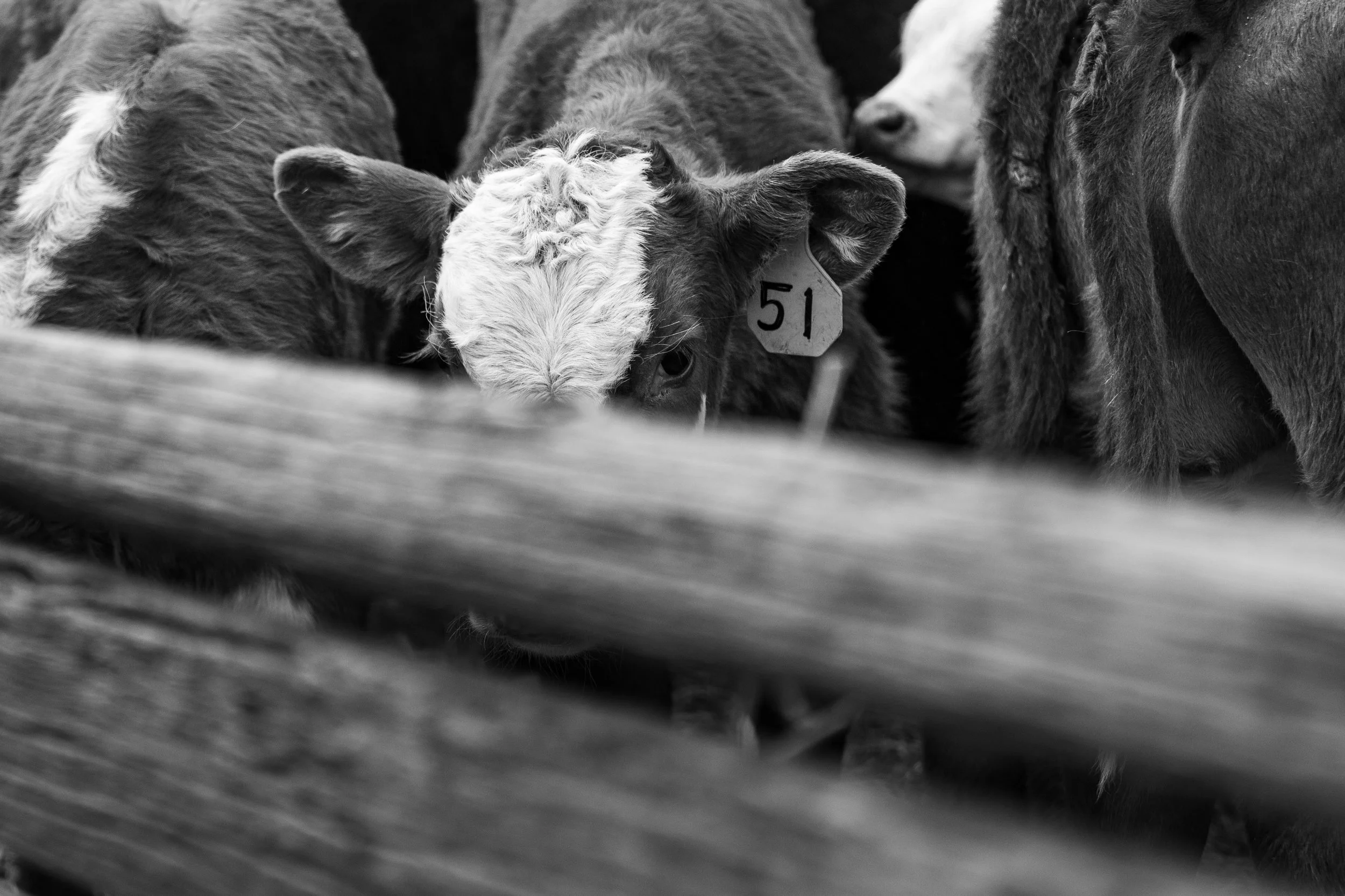 MRIEGEL_Hereford_Website-27.jpg