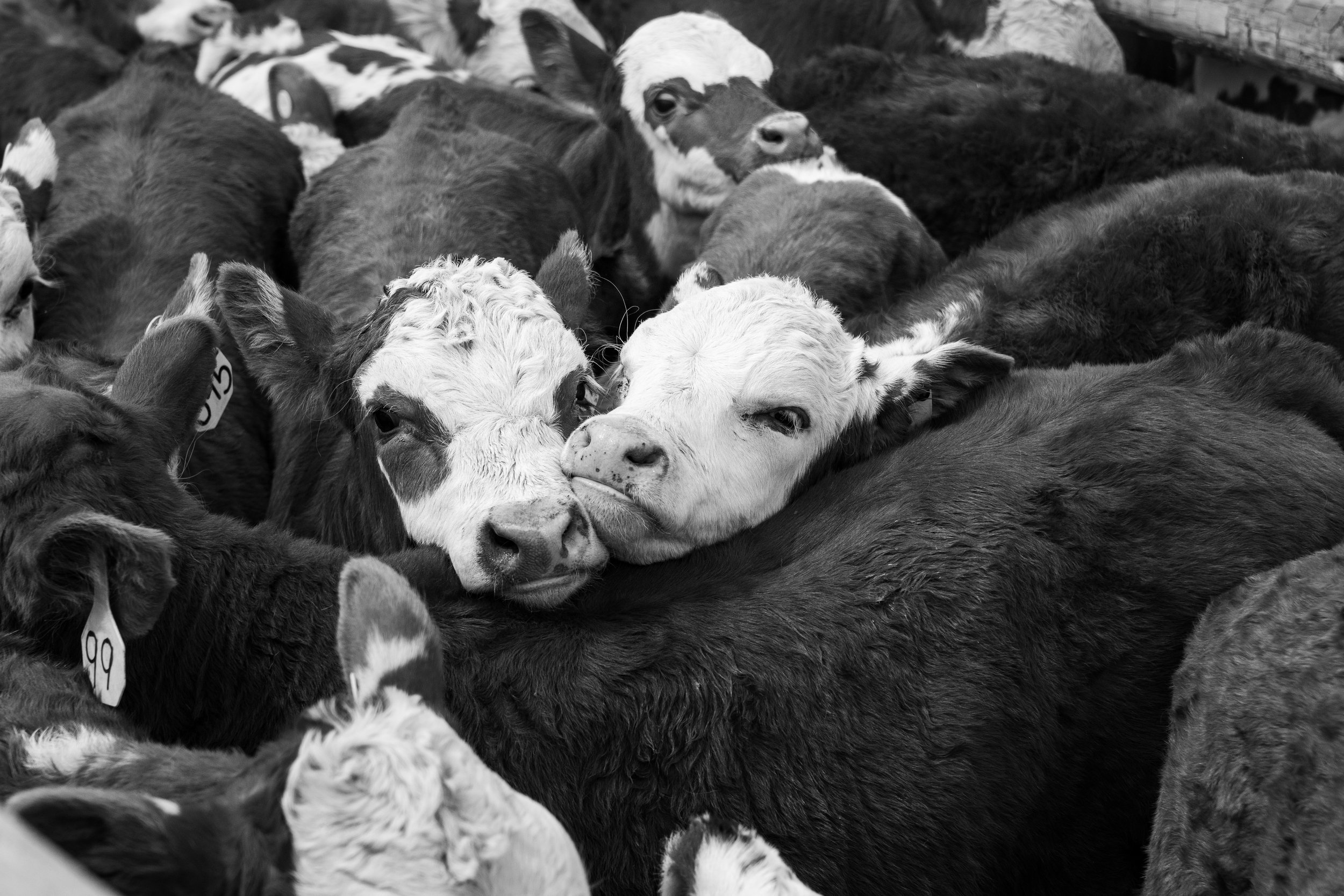 MRIEGEL_Hereford_Website-25.jpg