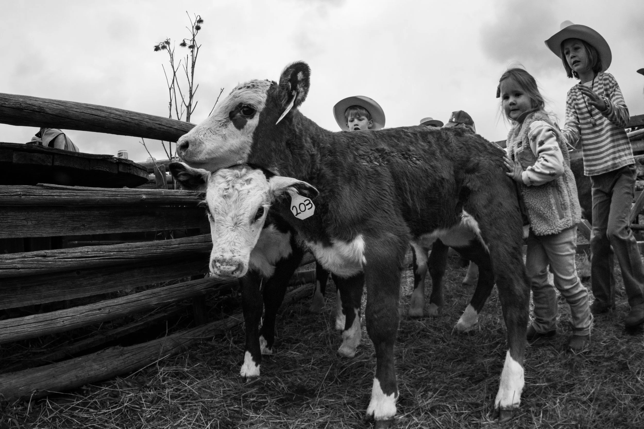 MRIEGEL_Hereford_Website-35.jpg