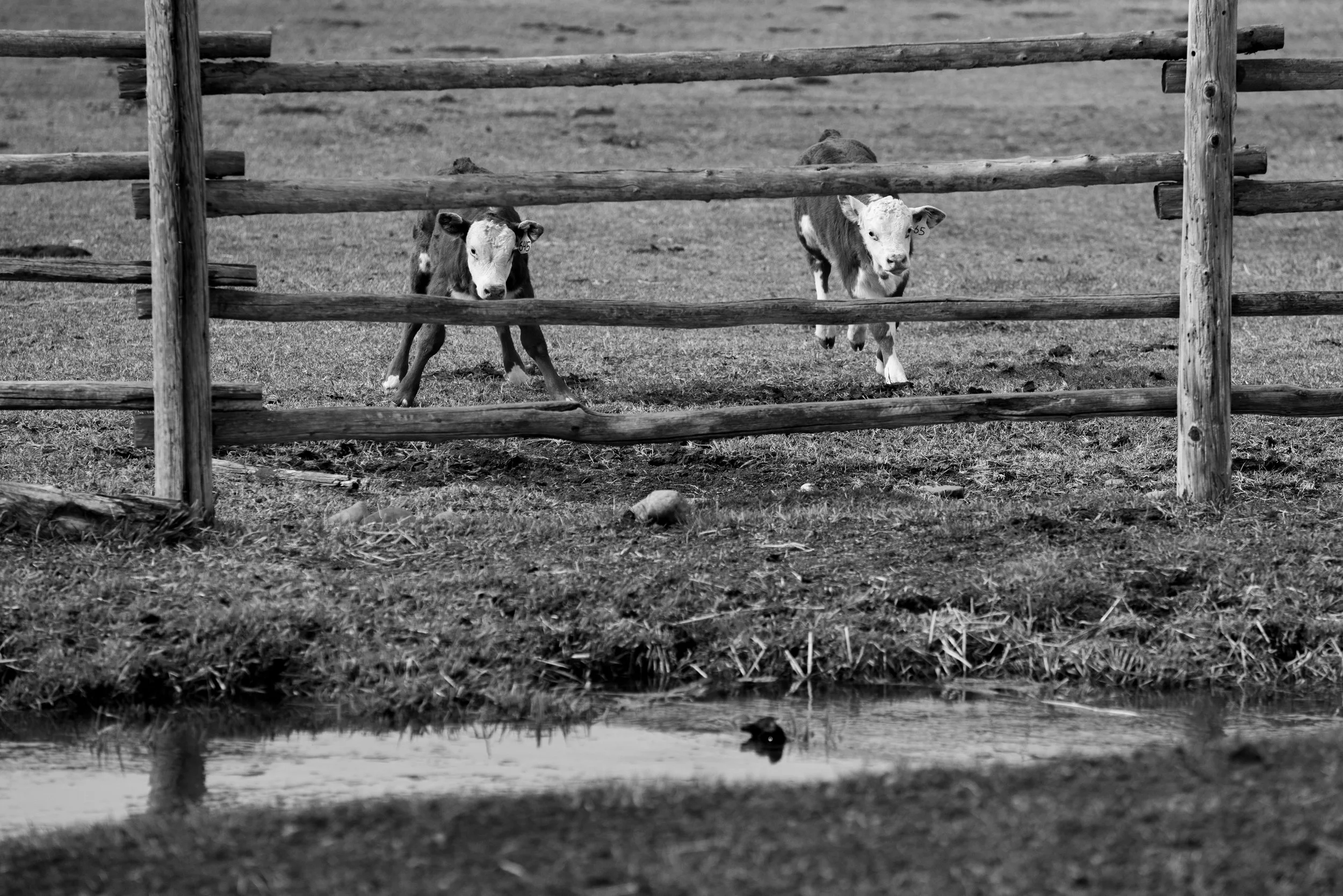 MRIEGEL_Hereford_Website-6.jpg