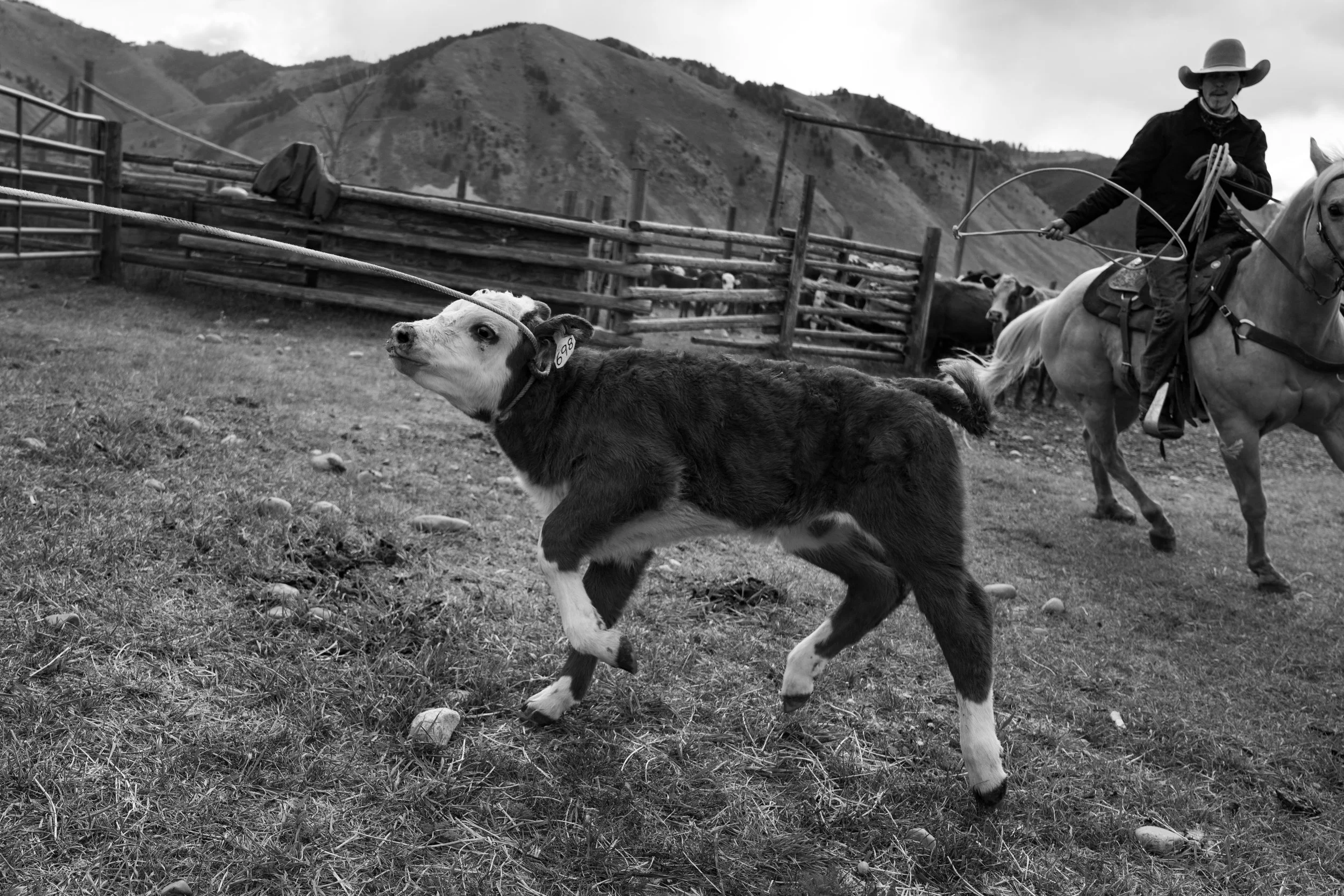MRIEGEL_Hereford_Website-12.jpg