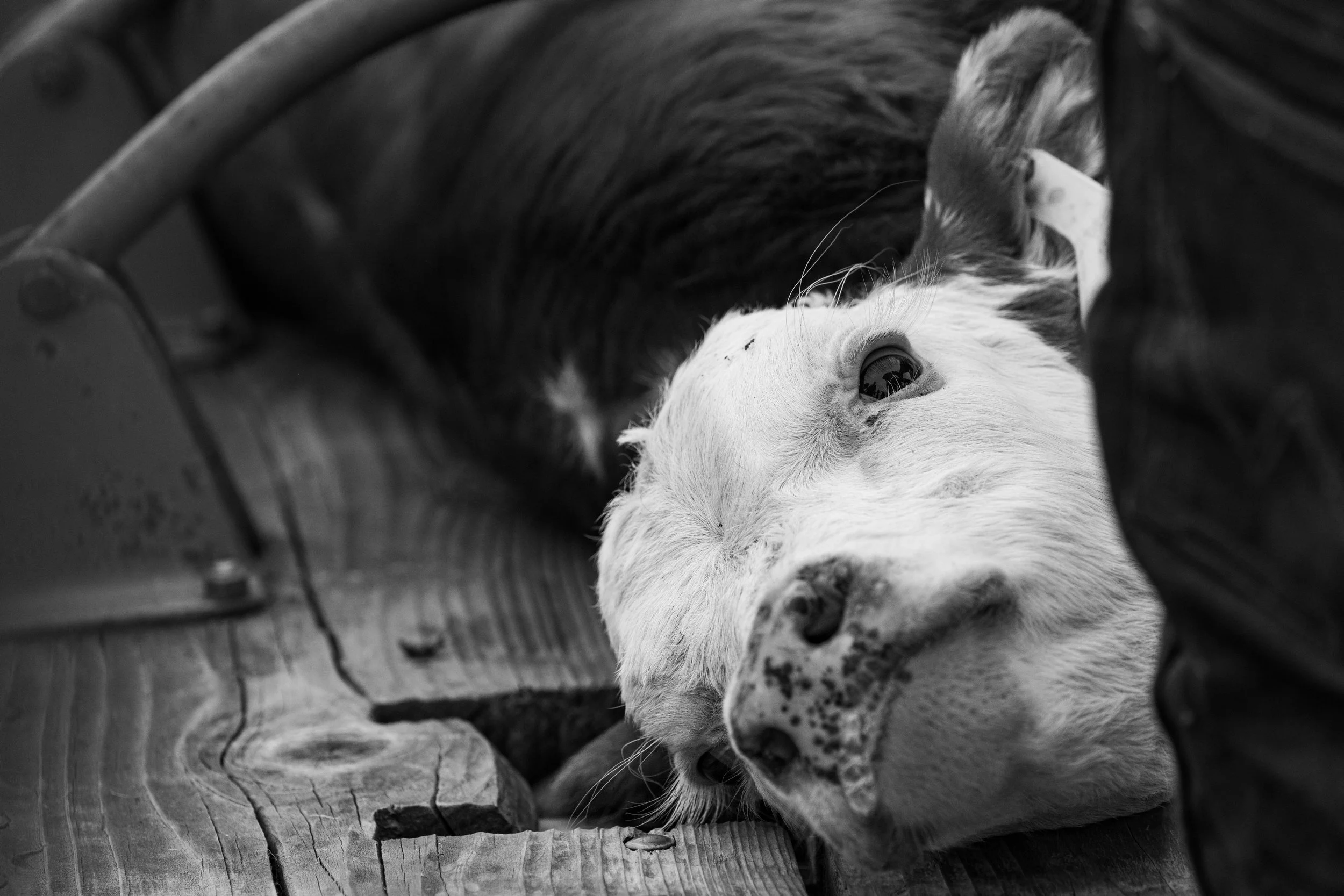 MRIEGEL_Hereford_Website-38.jpg