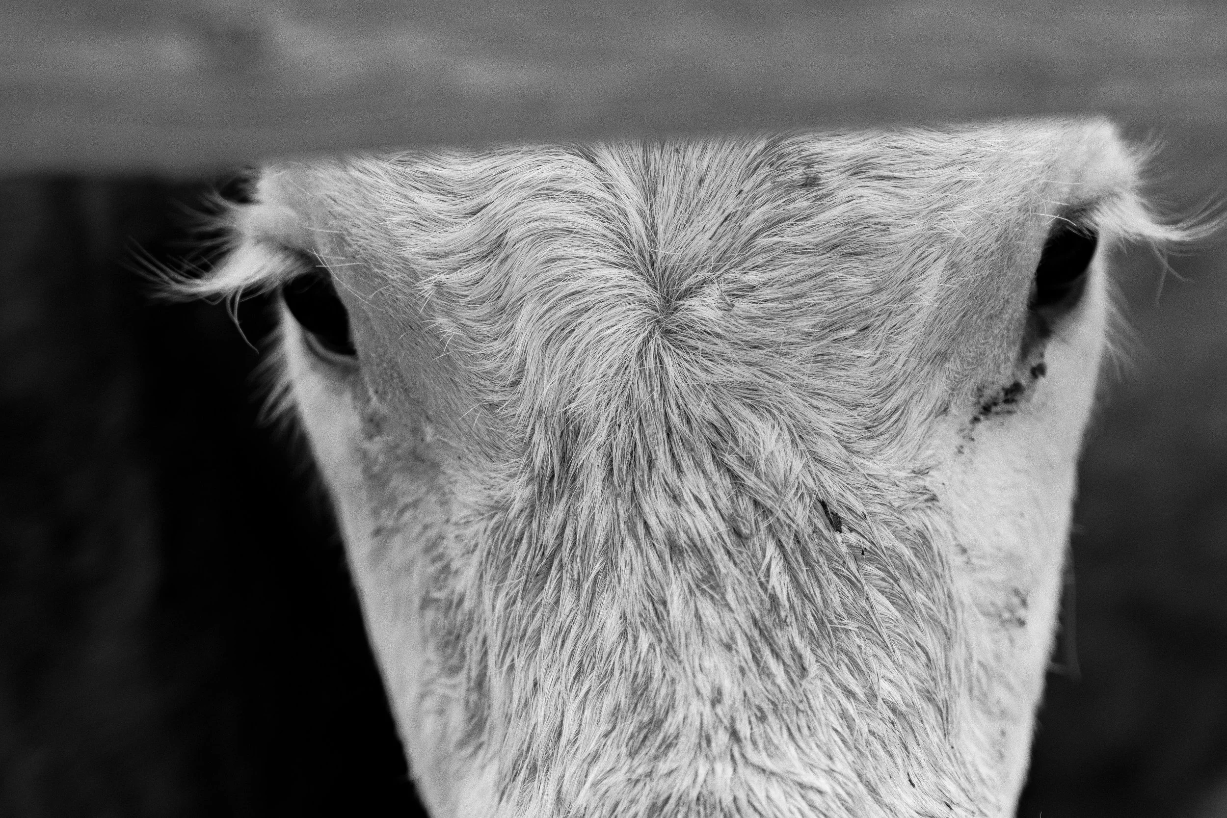 MRIEGEL_Hereford_Website-20.jpg