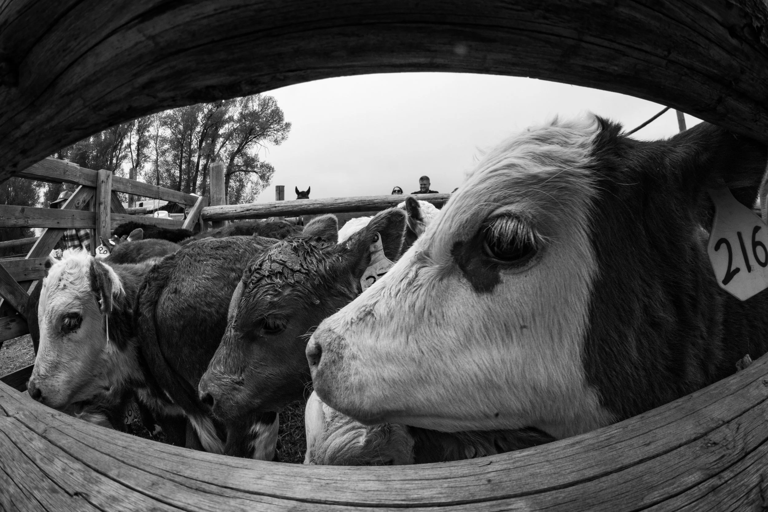 MRIEGEL_Hereford_Website-37.jpg