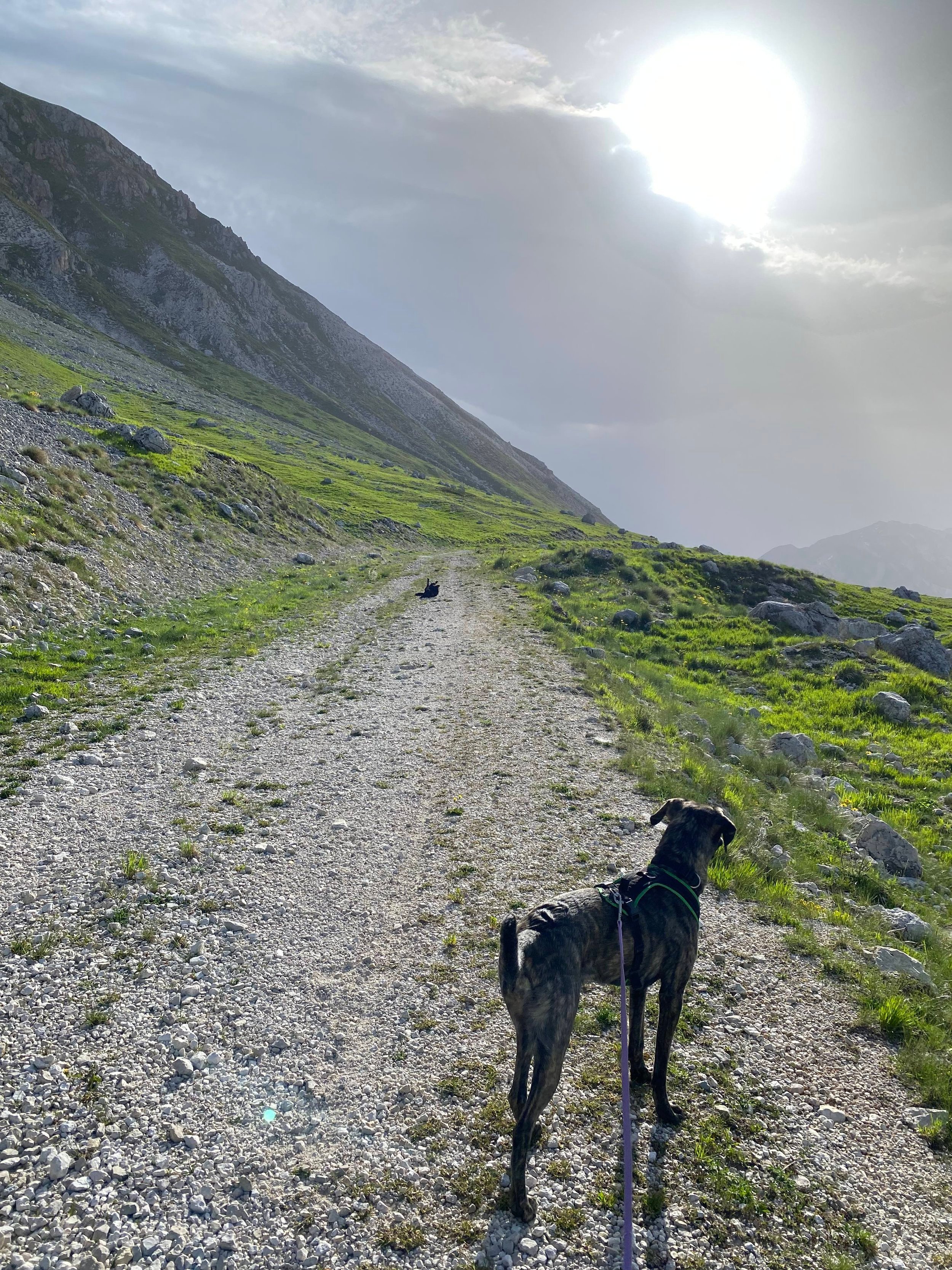 Dein Hund, der Hellseher