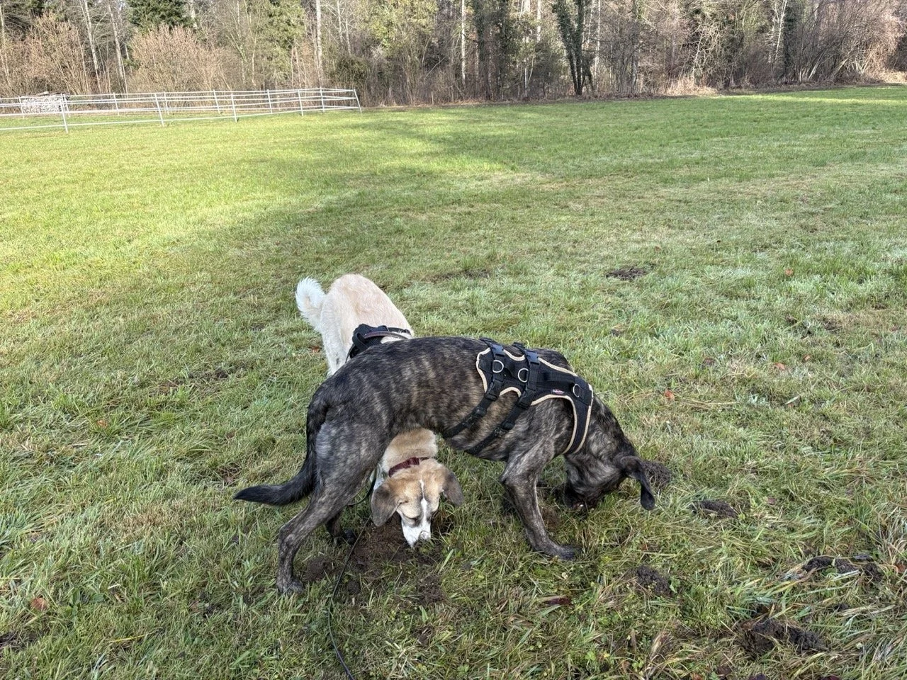 Raumverwaltung im Hundetraining: Alte Dominanztheorie neu verpackt