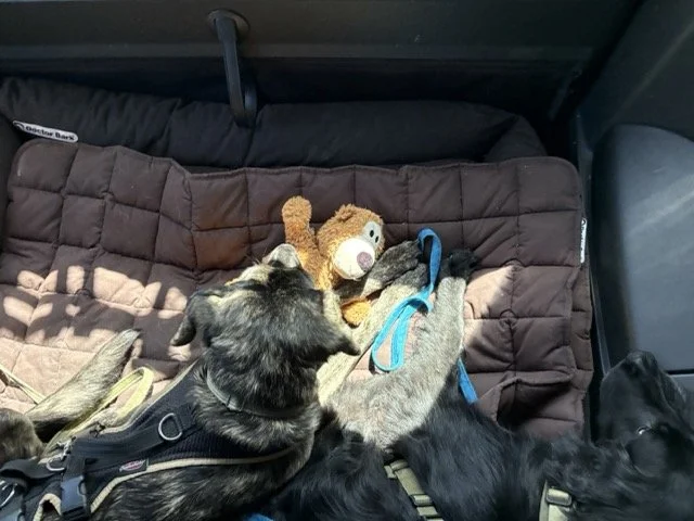 Fulltimejob Familienhund