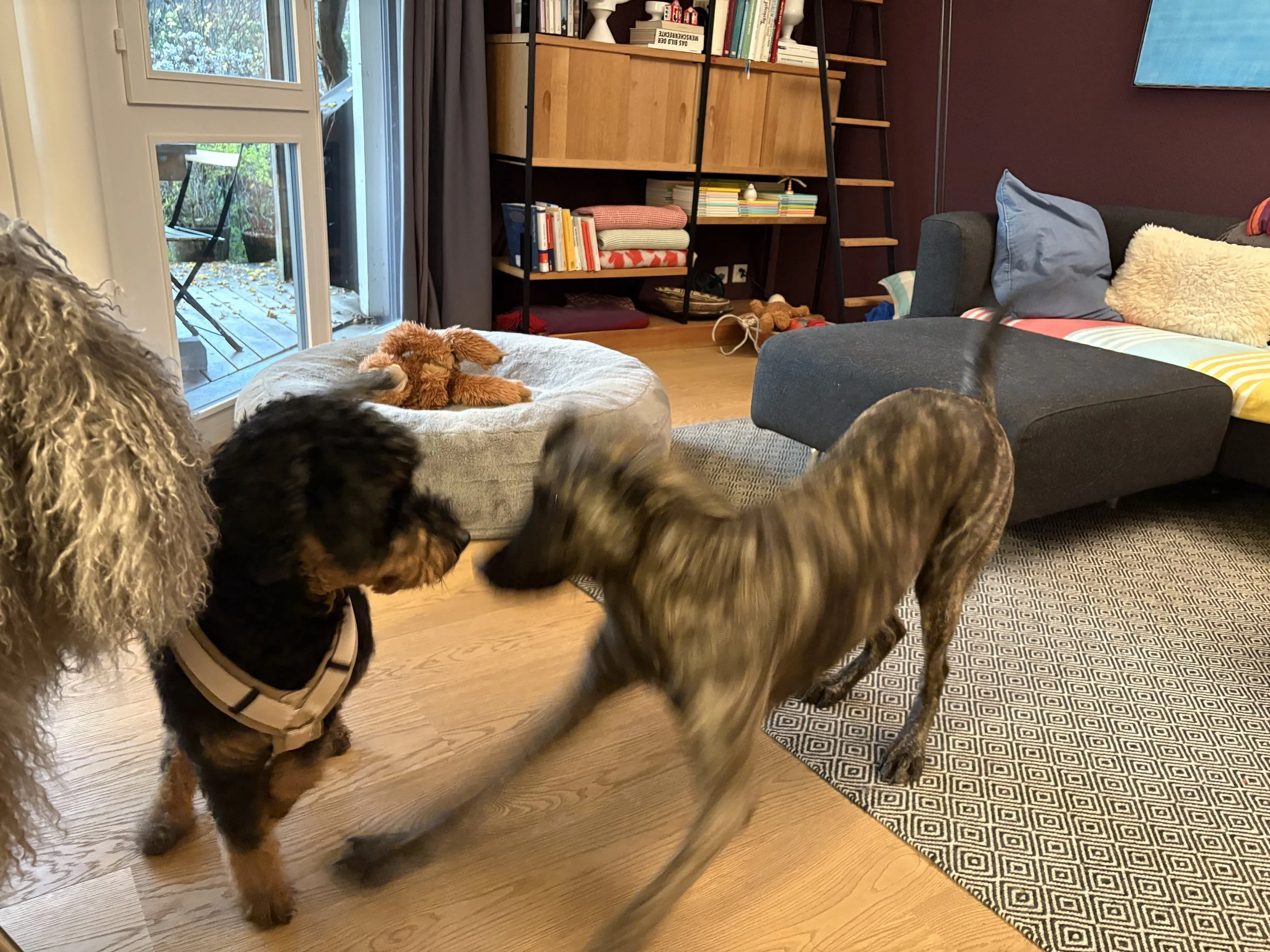 Wenn Hunde beinahe aus dem Pelz hüpfen