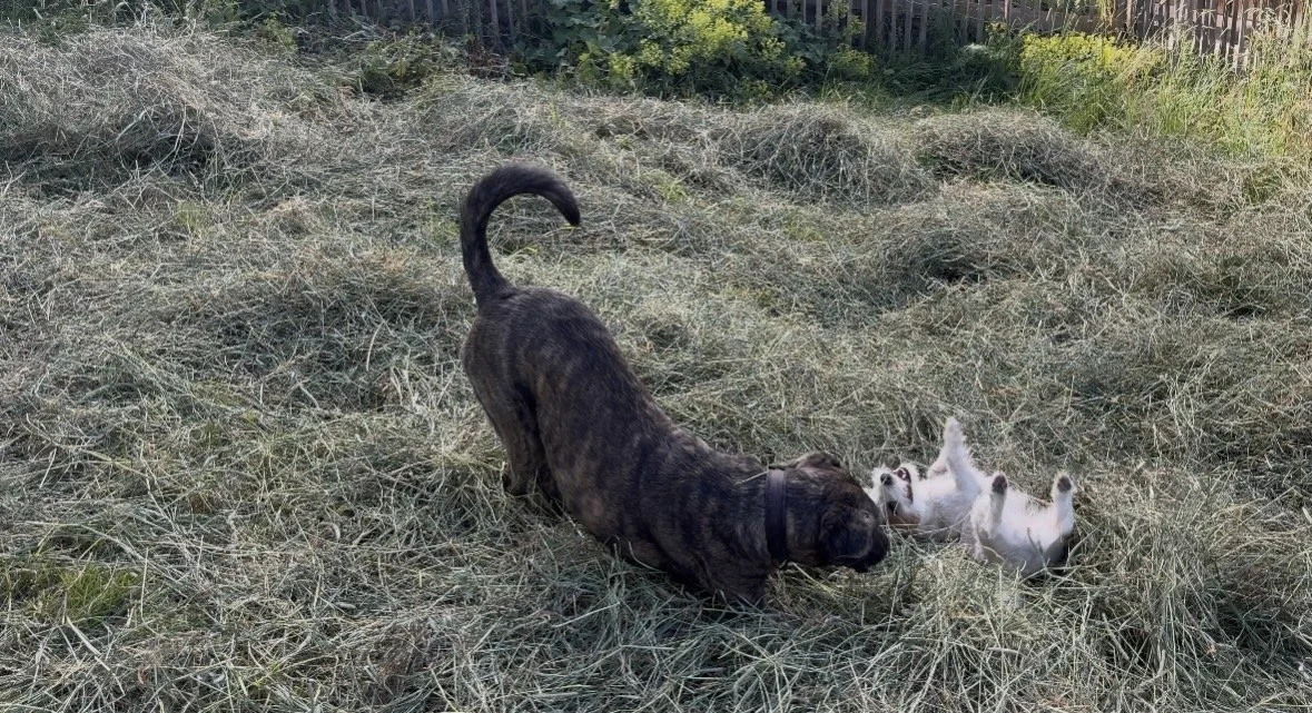 Hunde spielen im Heu