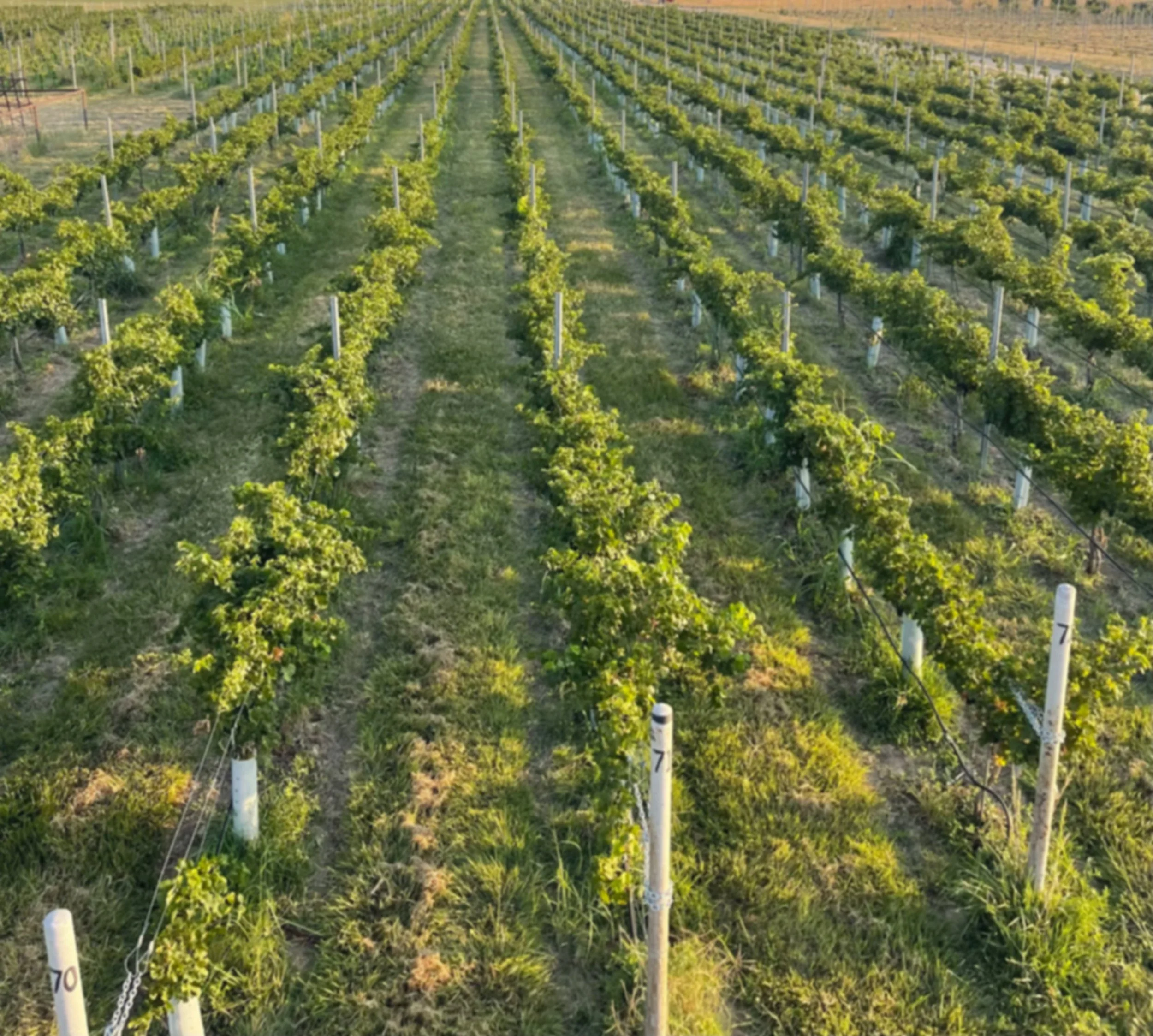 Vineyard with rows of grapevines