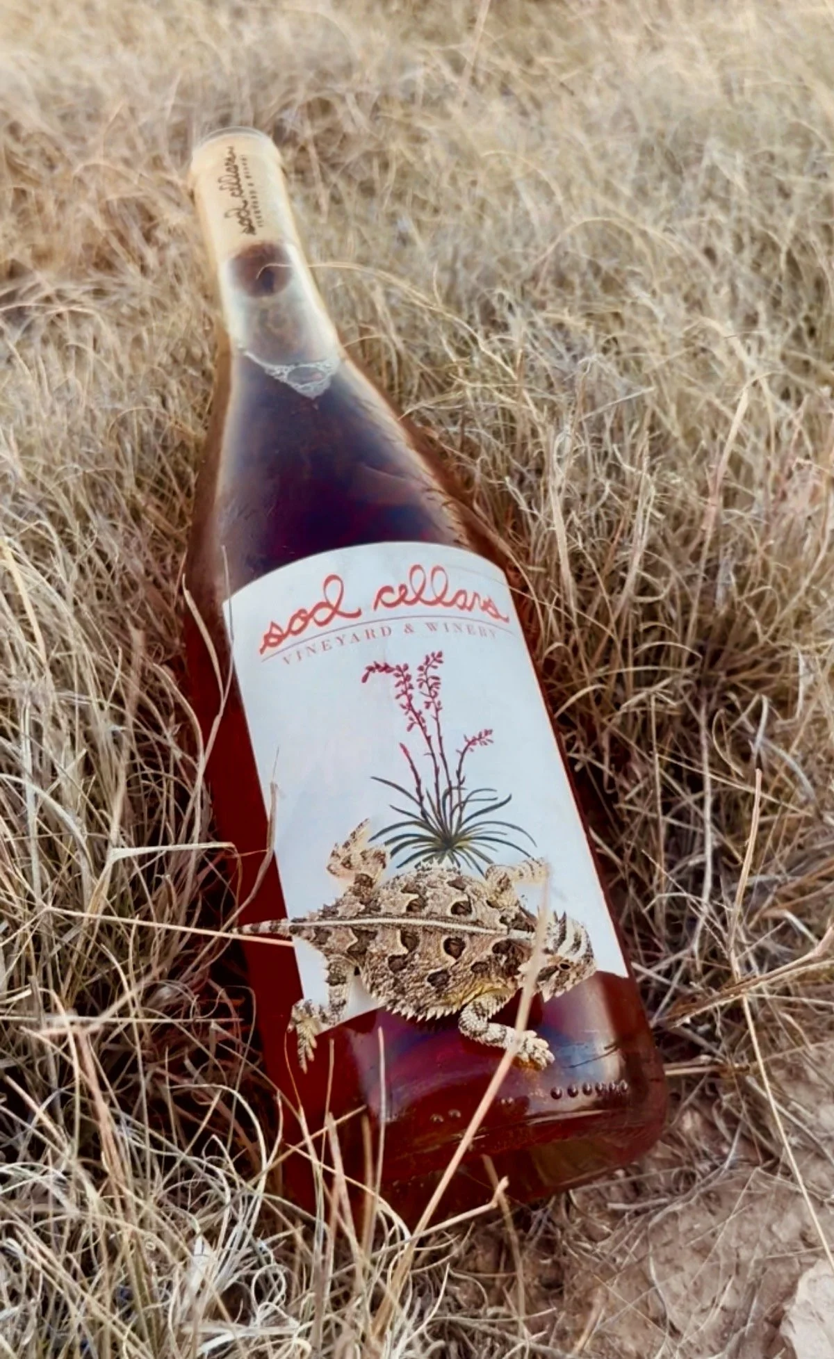 A bottle of Sod Cellars Vineyard & Winery wine lying on dry grass with a Texas Horned Toad resting on the label.
