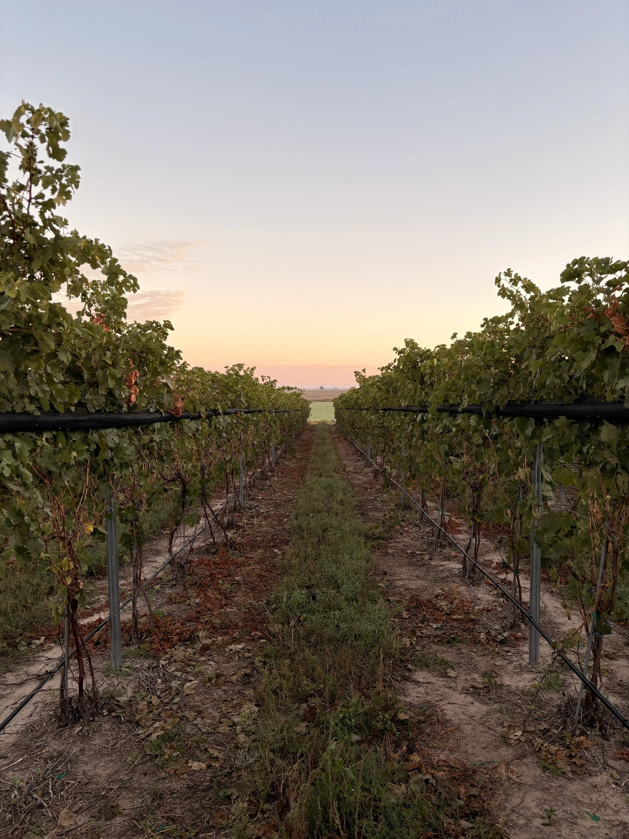 Vineyard with rows of grapevines.
