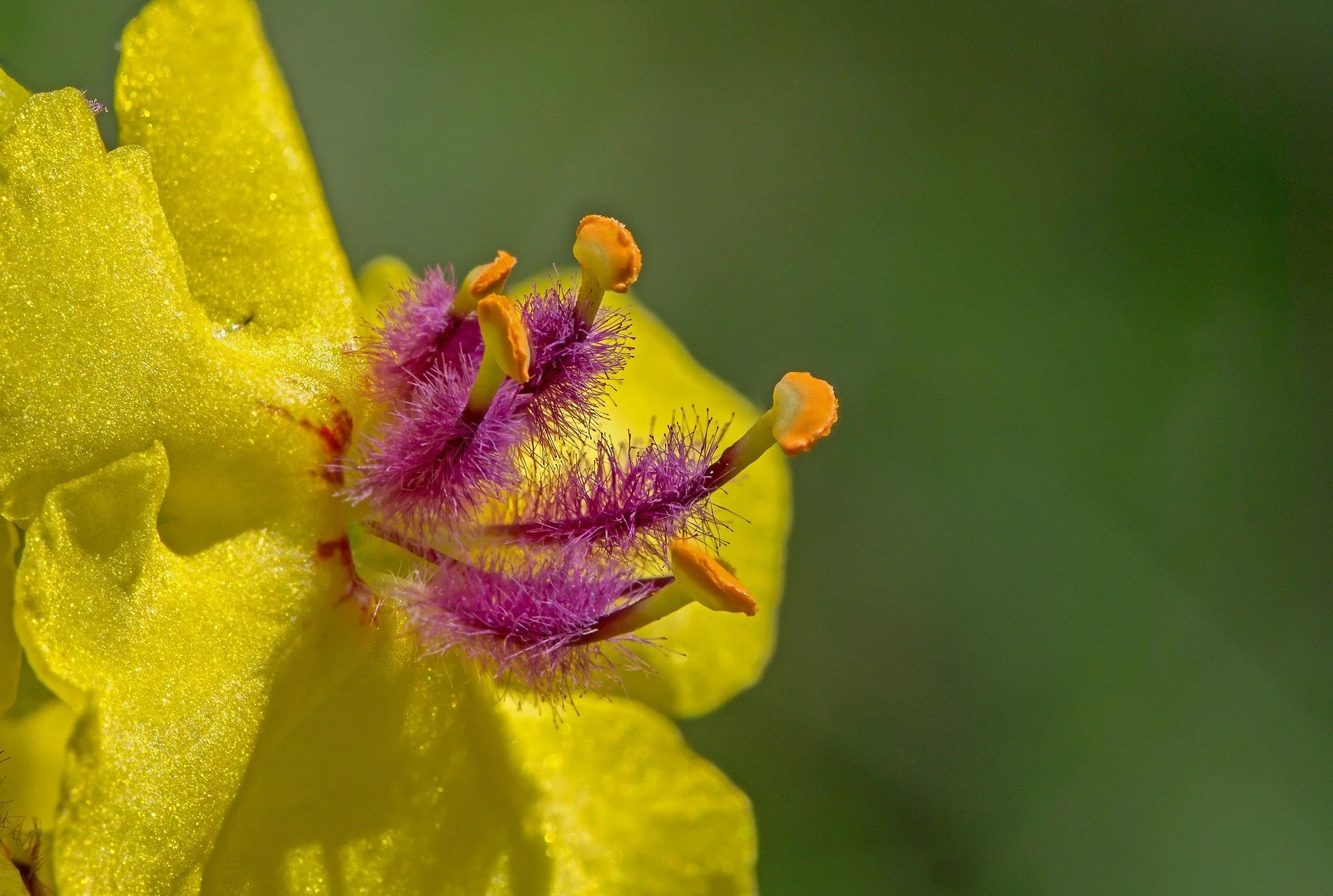 Herbal Spotlight: Mullen Leaf
