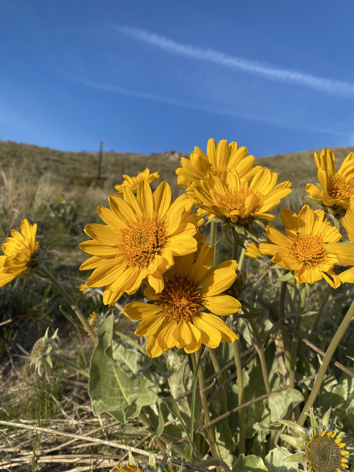 The Things That Matter Most in a Logo