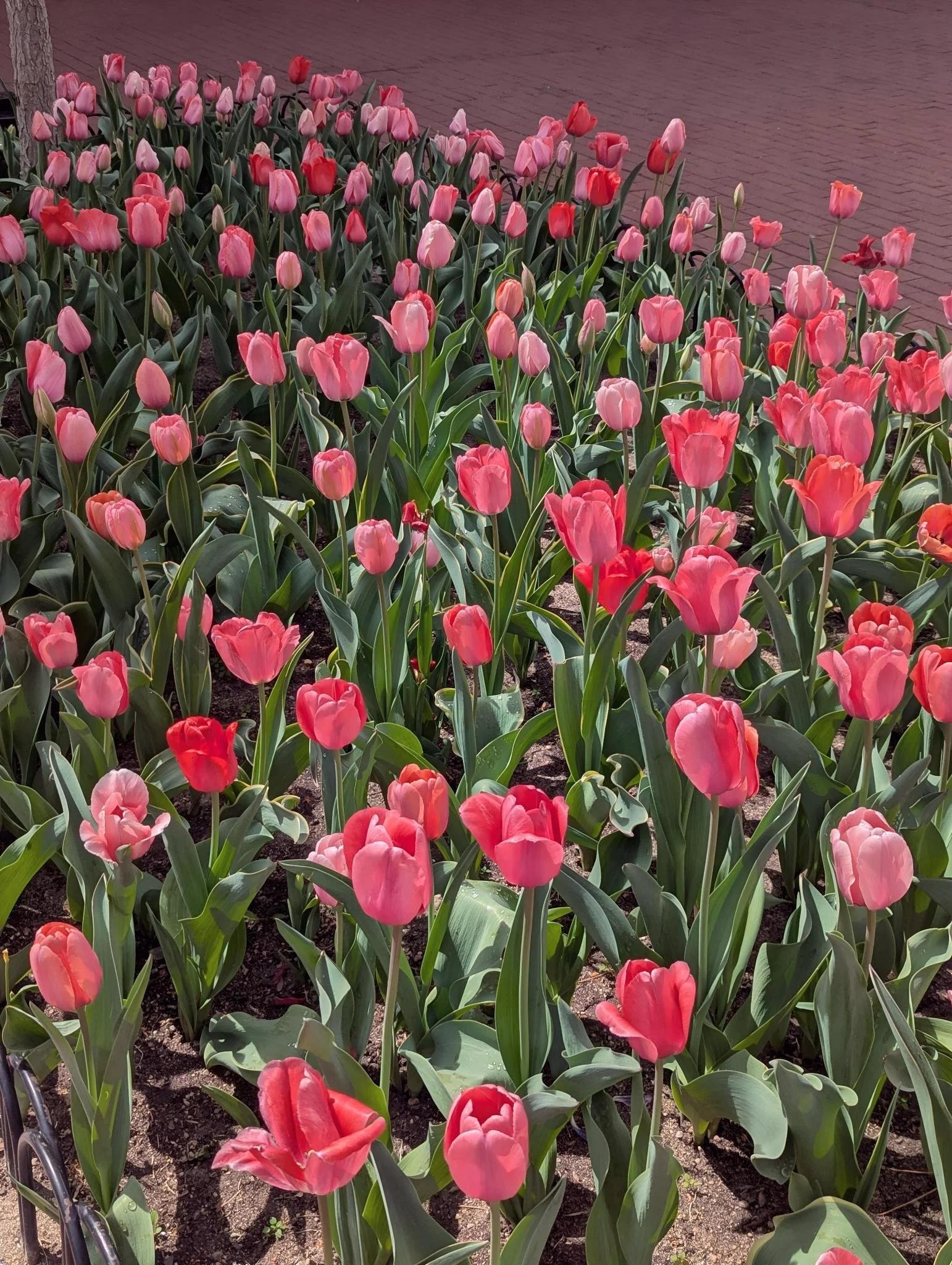 boulder_tulips.jpeg