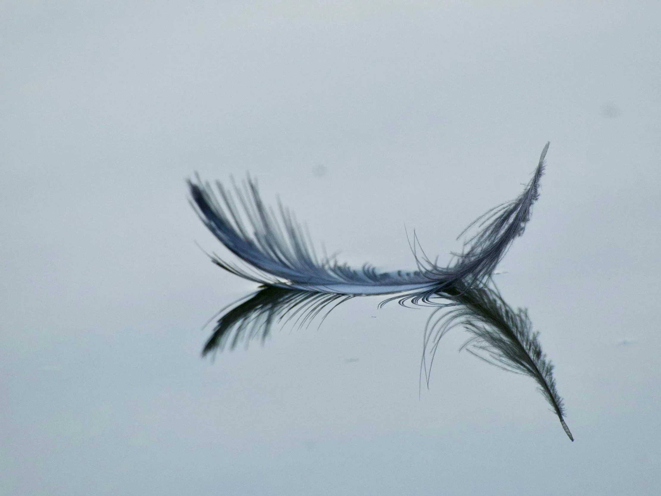 Winged Harmonies a Sound Bath Cermony