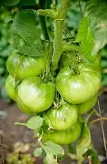 green tomaot.webp