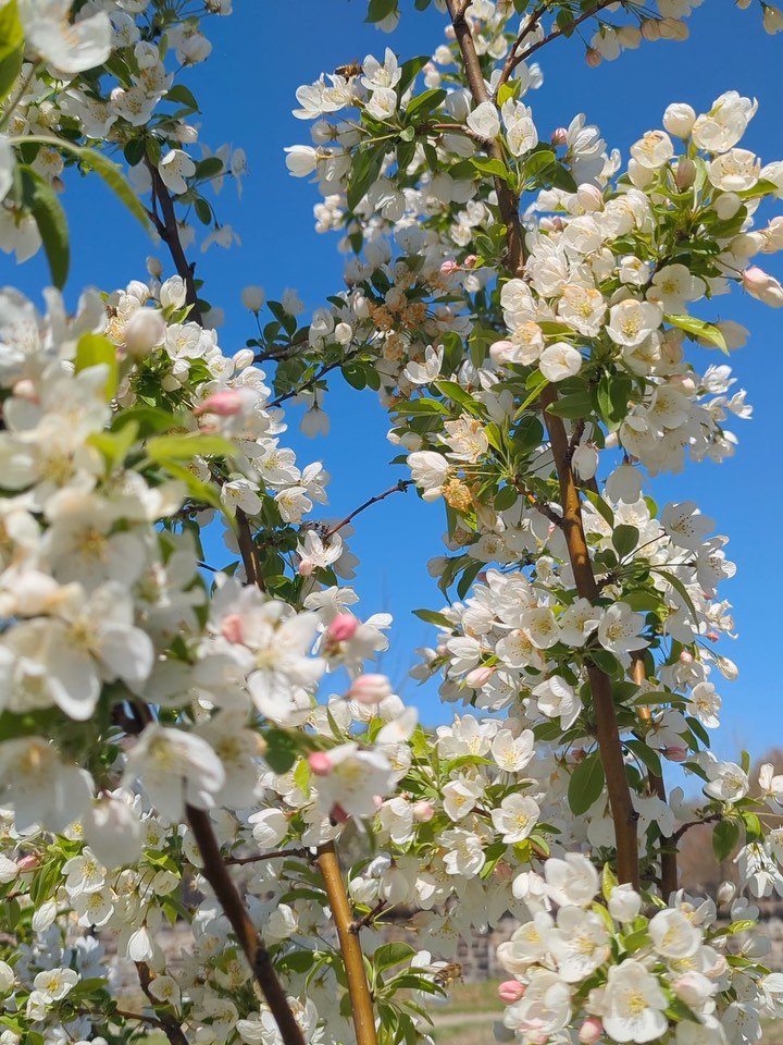 Some spring AFTER and BEFORES at Oliver Community Farm. ððą We’re grateful to see our fruit trees blooming and the pollinator gardens we planted last year thriving. We weed in late fall winter, when the weeds are weakest, but the gardens are a