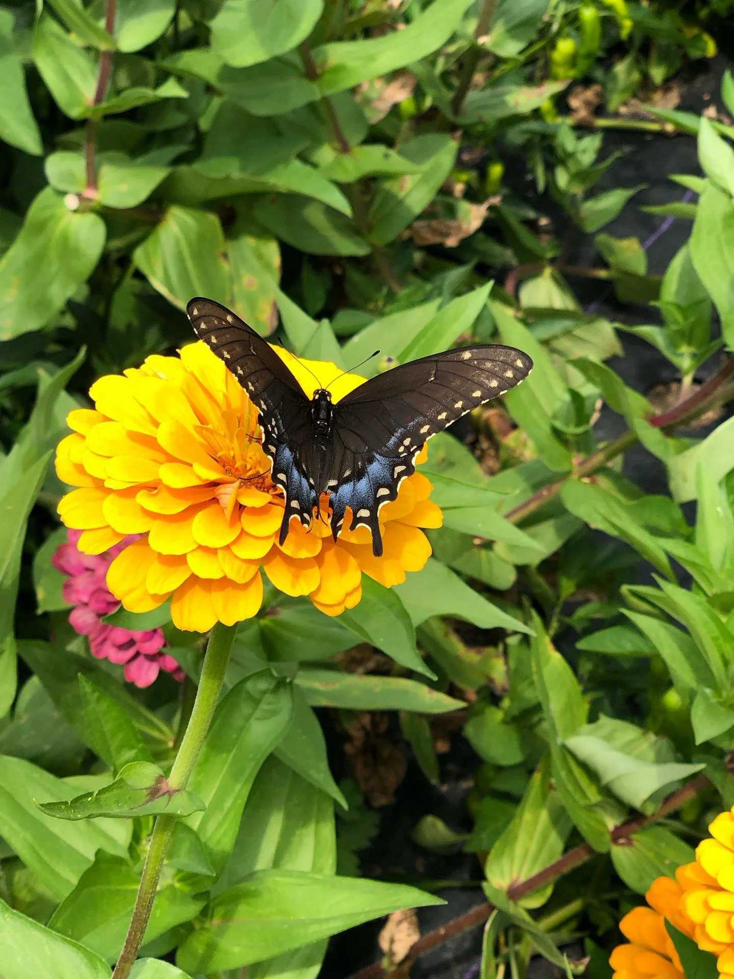 ππ¦ The farms are buzzing! From tiny pollinators to curious beetles, we’re loving the variety of insects making their home here. Every little critter plays a part in keeping our ecosystem thriving! π±β¨