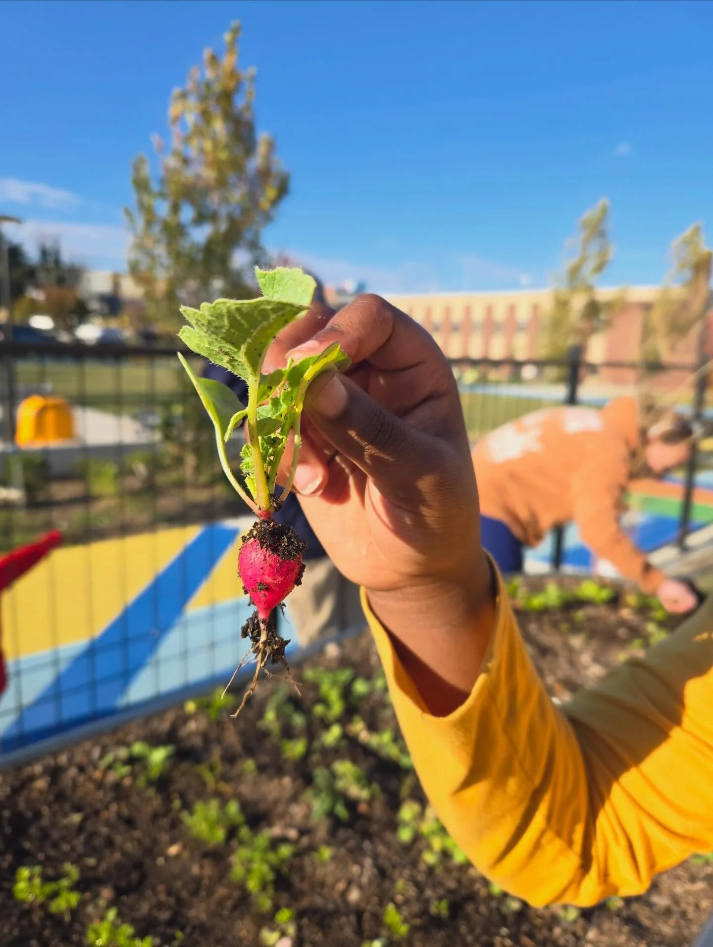 From September through November, service members have been running a weekly after-school Garden Club at a local elementary school! 

First to fourth graders have participated in growing vegetables from seed, watering, and engaging in a variety of han