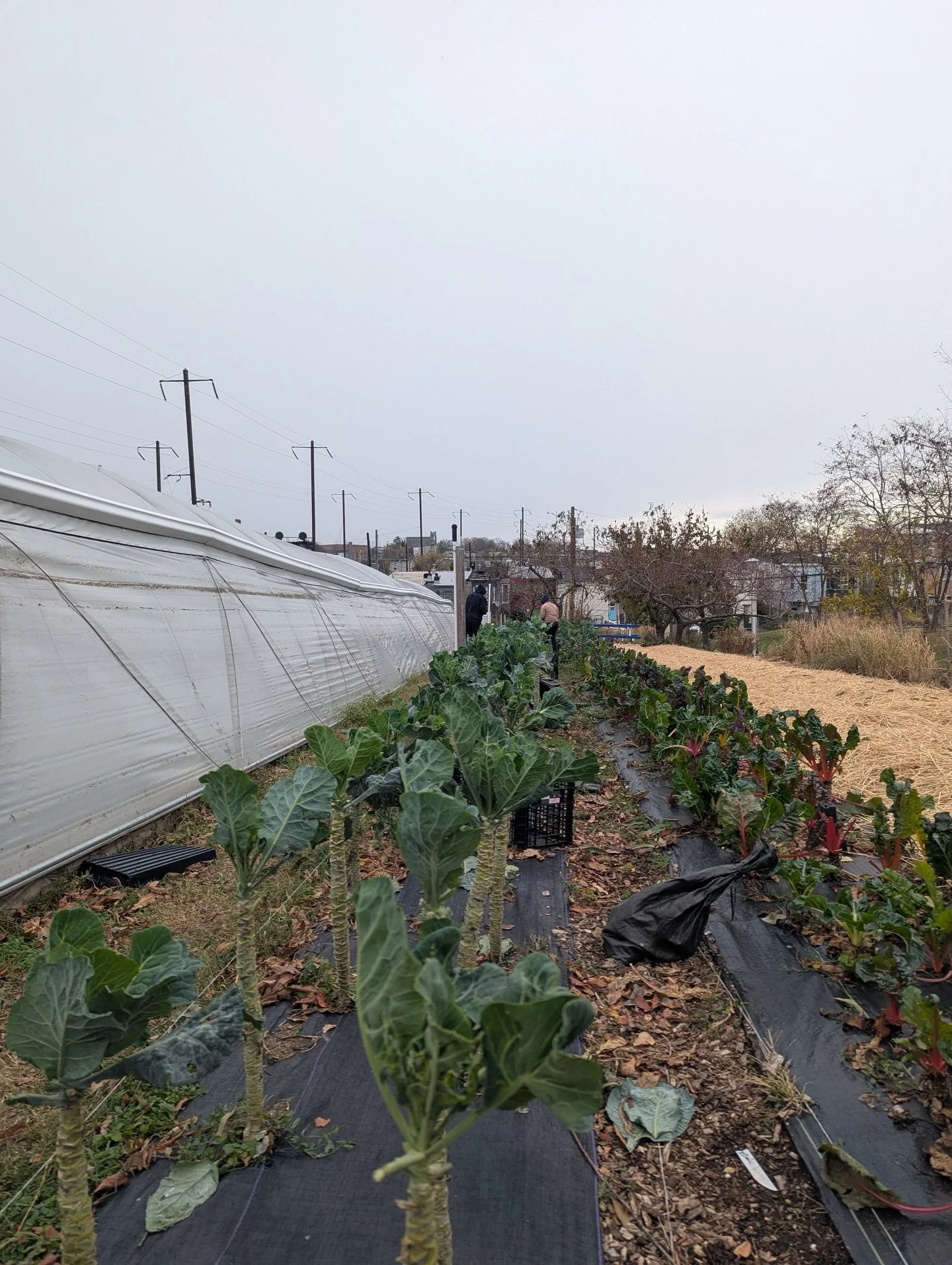 Fresh food doesn&rsquo;t stop in the winter 🥬❄️

Join us at the T6B Winter Greens Market for locally grown, seasonal produce that keeps our bodies nourished and our food system strong&mdash;even in the cold months. Winter greens are packed with nutr