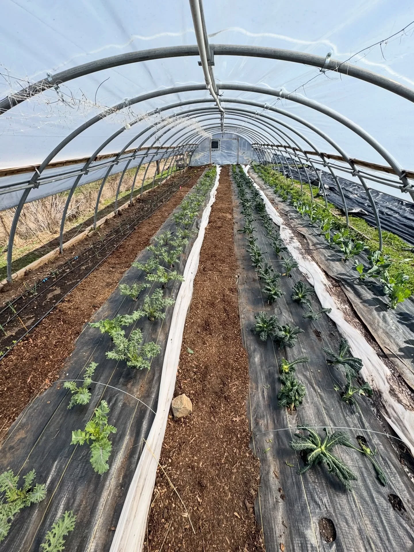 🌱 Spring markets are back! Join us on April 11 for fresh produce grown right here in Baltimore. 

📍 Johnston Square Farm &amp; Garden &ndash; 11:00 AM&ndash;12:00 PM 📍 Oliver Community Farm &ndash; 1:00&ndash;2:00 PM 

Support local growers, conne