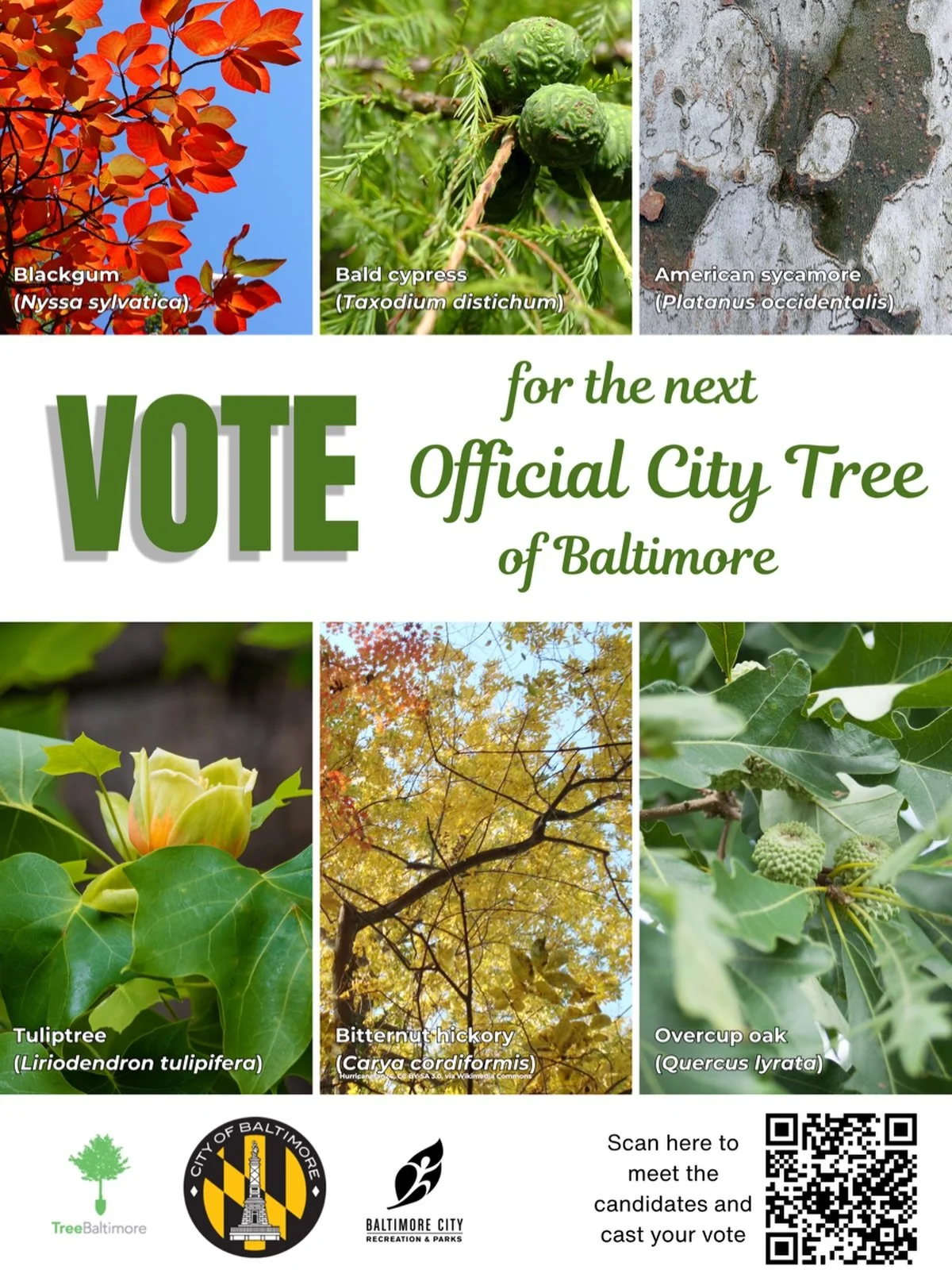 TreeBaltimore has launched a poll for residents to vote for the new, official tree of Baltimore. 

Scan the QR code to vote for 1 of the 6 exciting candidates!