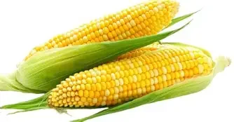 corn.webp