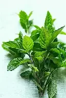 mint.webp