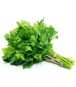 cilantro.webp